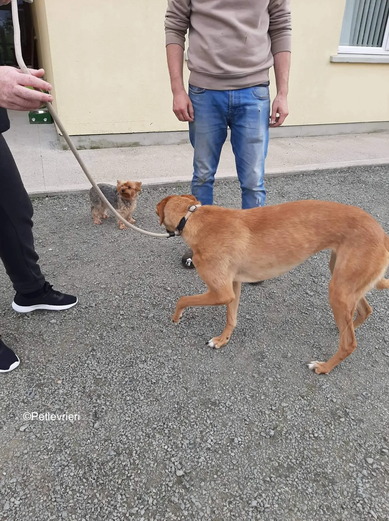 nala adozione levrieri lurcher 2