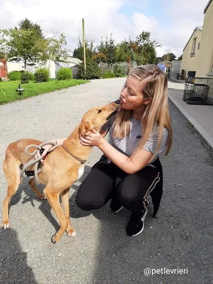 nala adozione lurcher 1