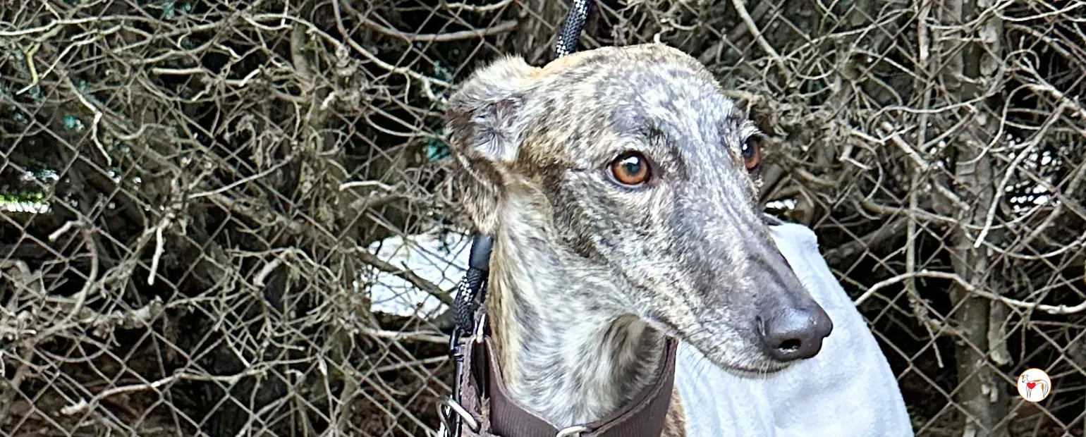 nala galgo adozione 00 copertina a