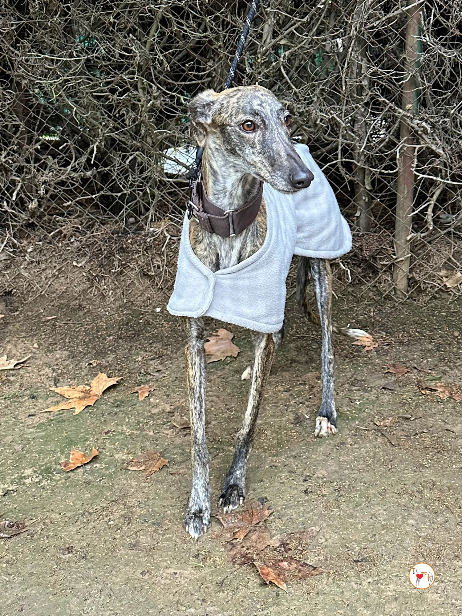 nala galgo adozione 01