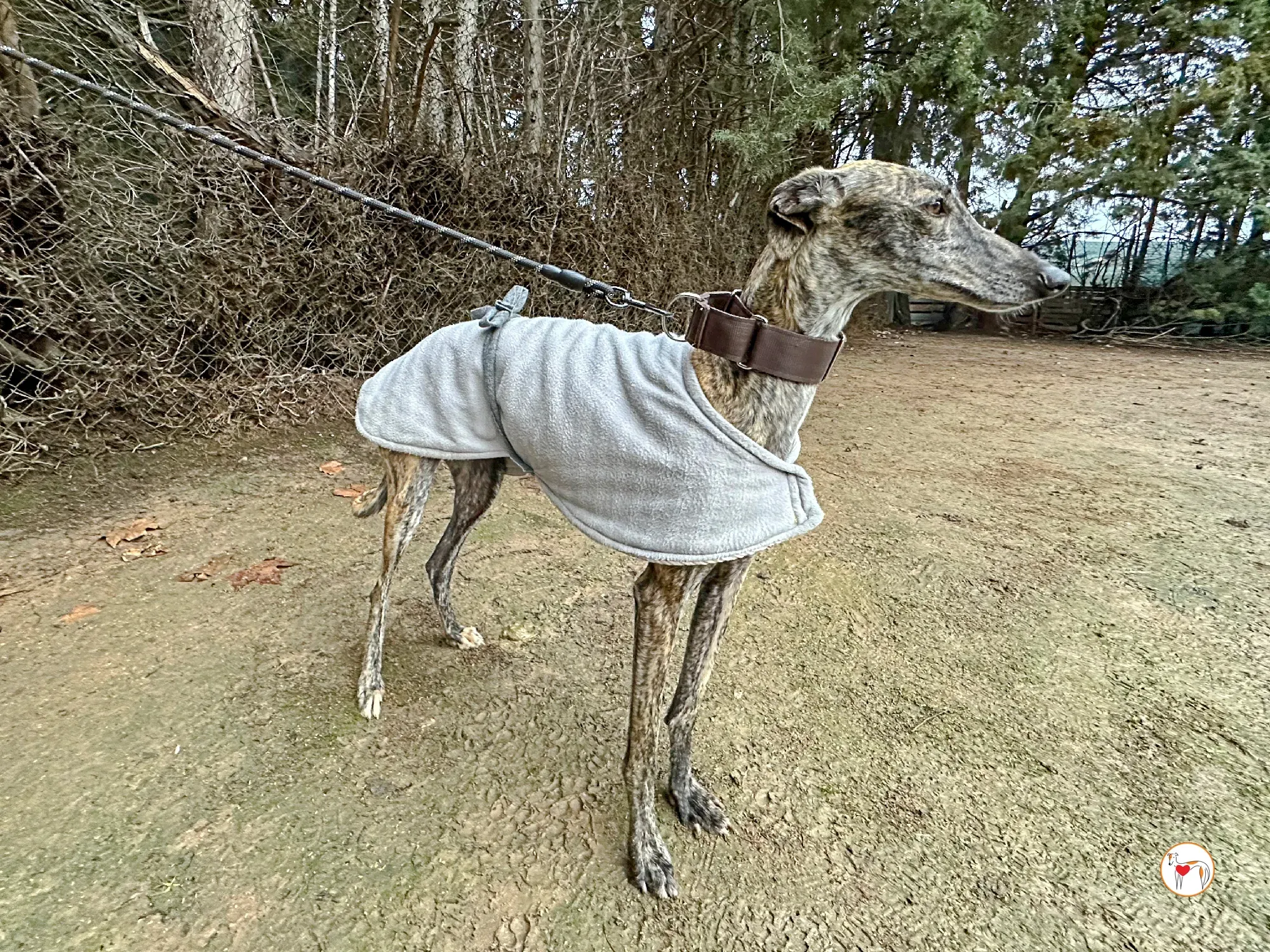 nala galgo adozione 02