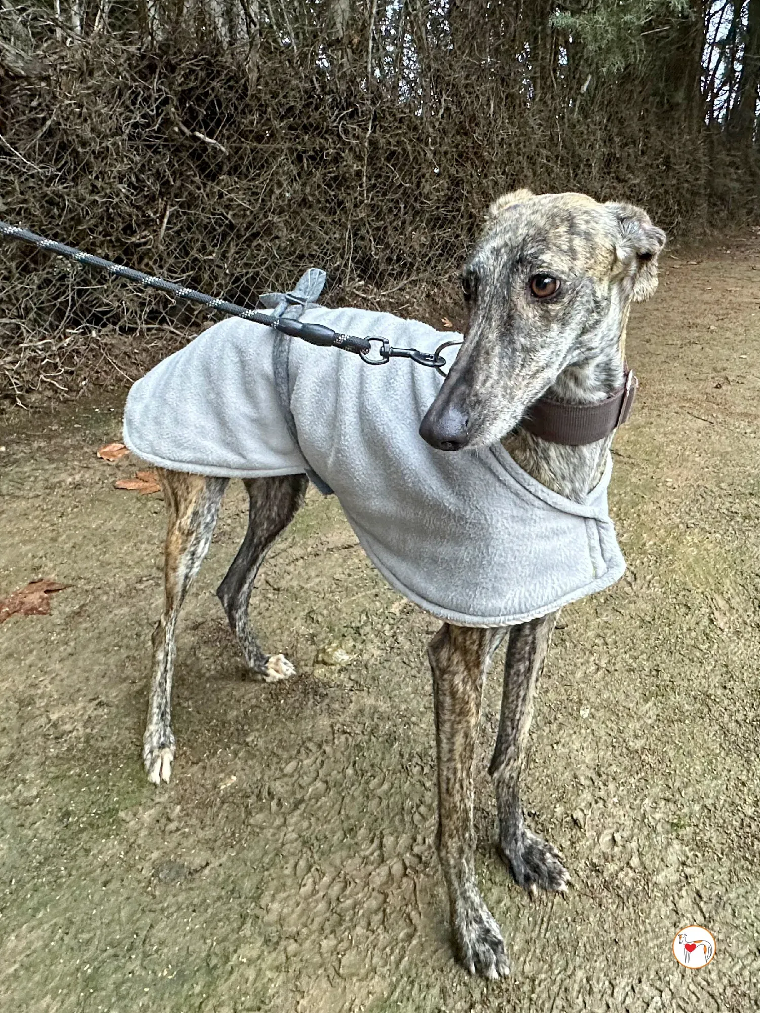 nala galgo adozione 03