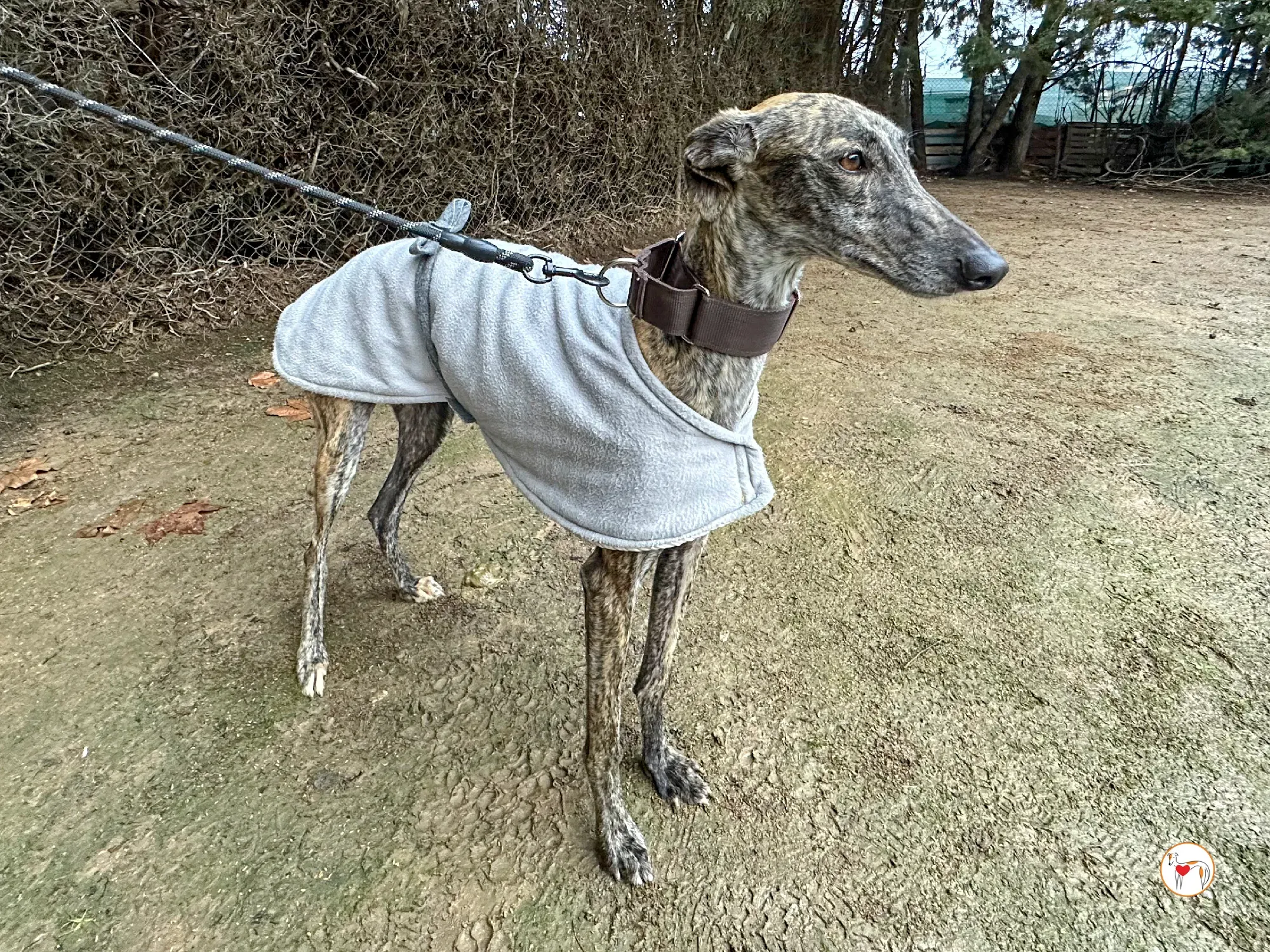 nala galgo adozione 04