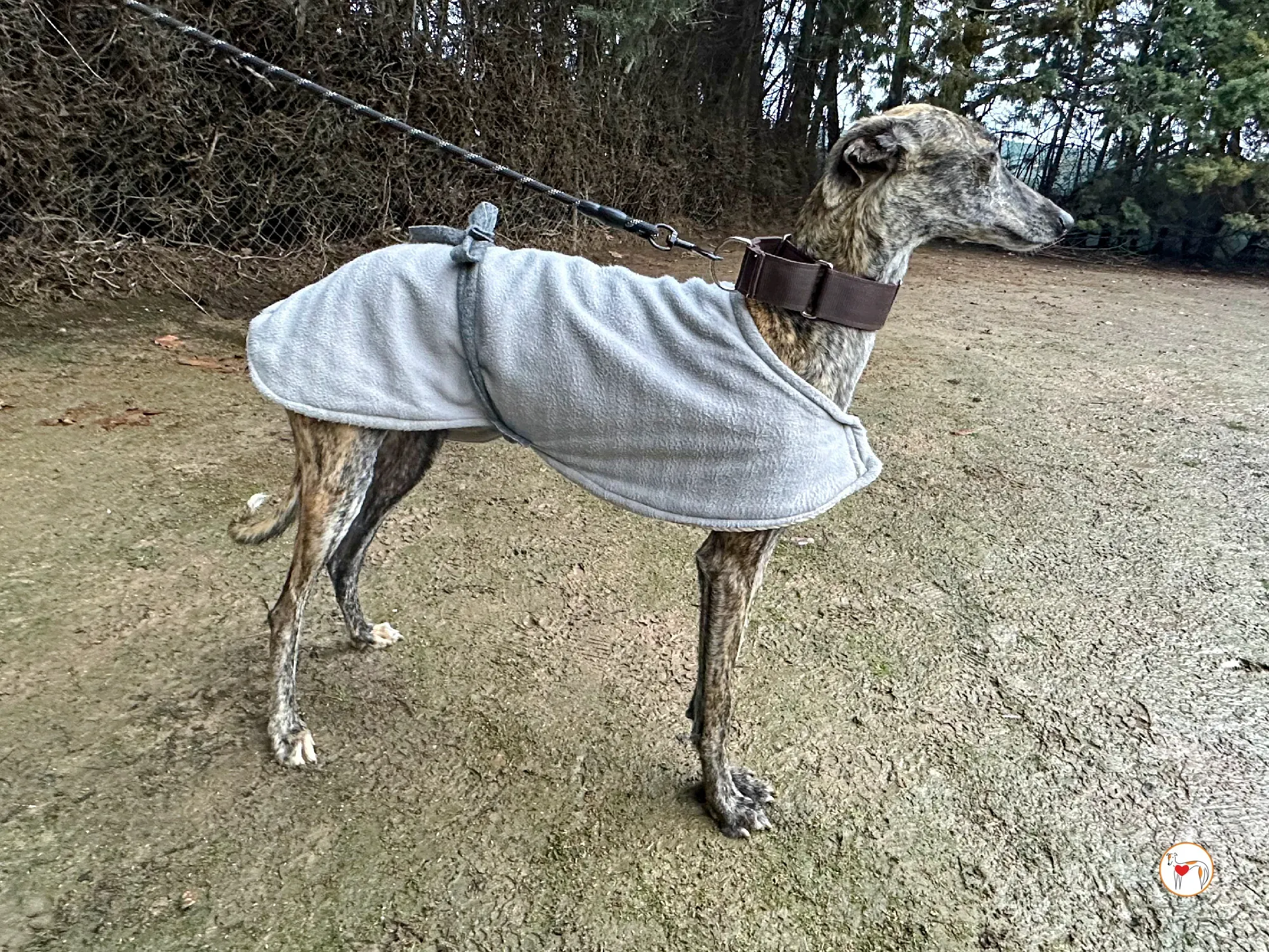 nala galgo adozione 05