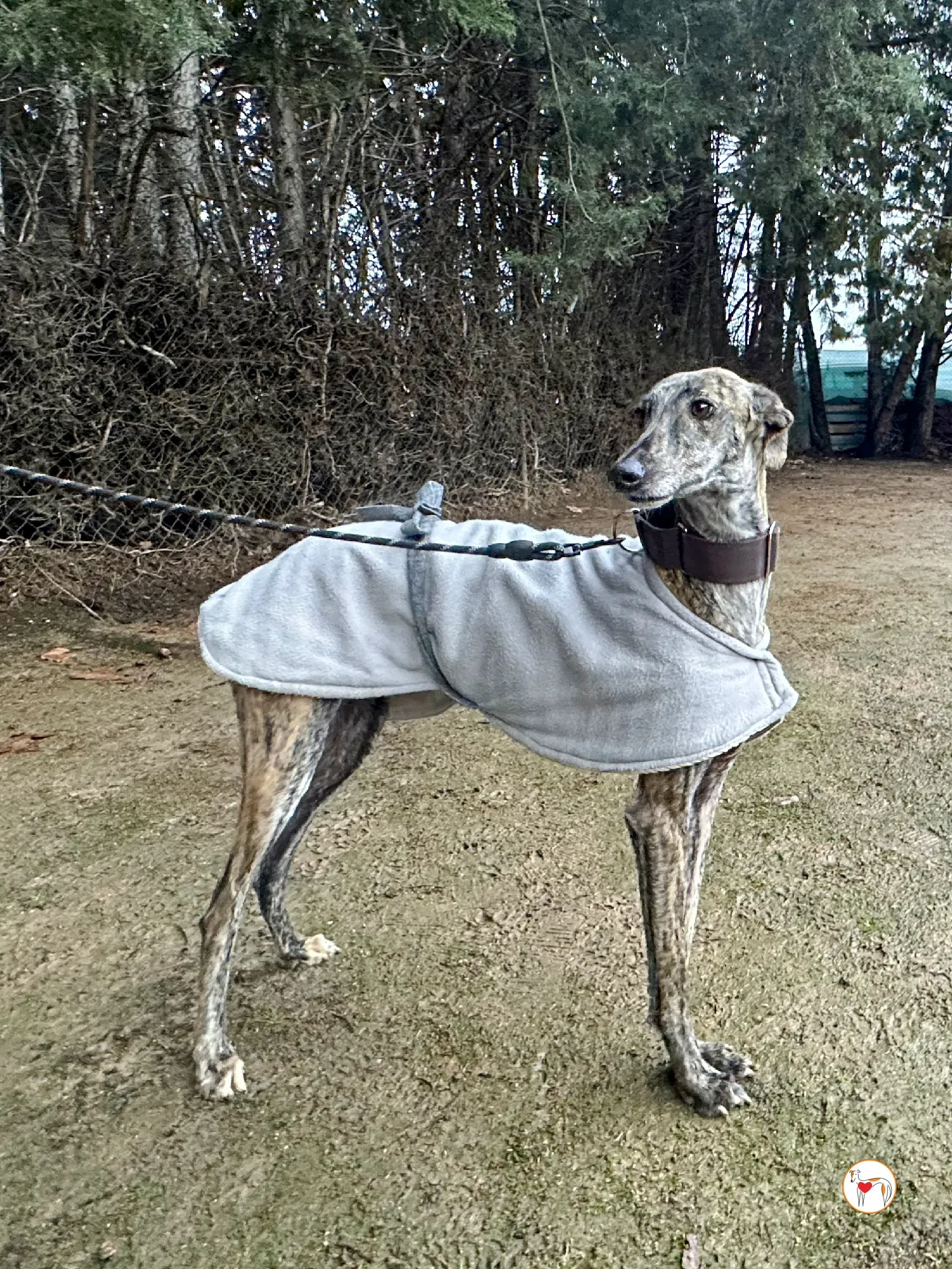 nala galgo adozione 06