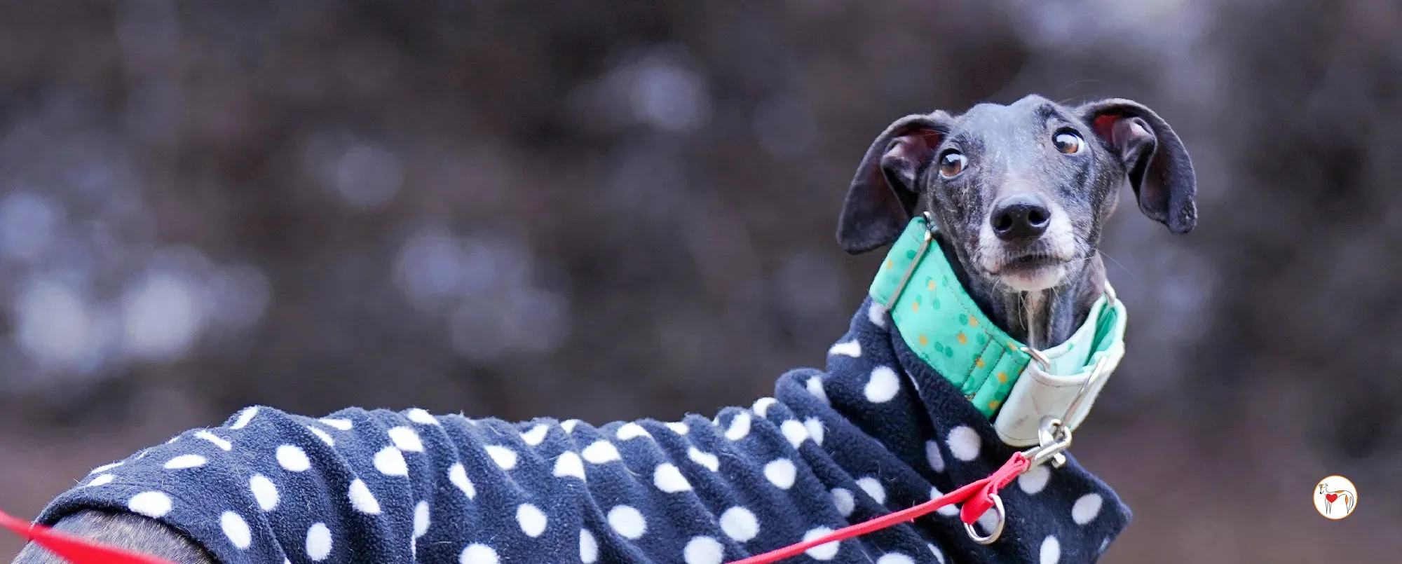 nana galgo adozione 00 copertina a