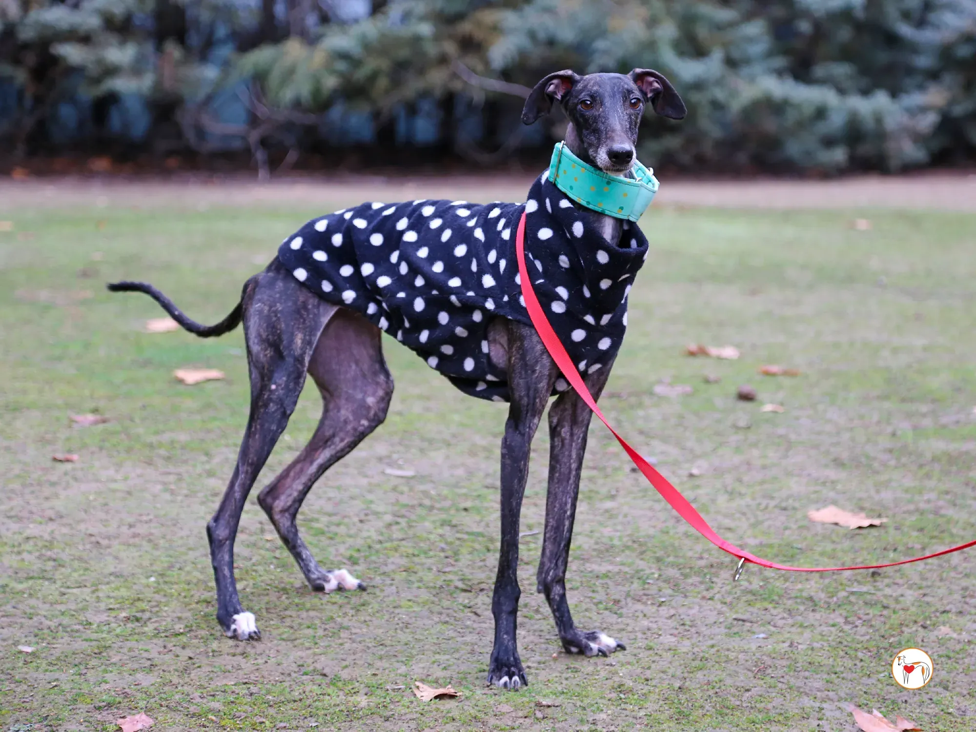 nana galgo adozione 01