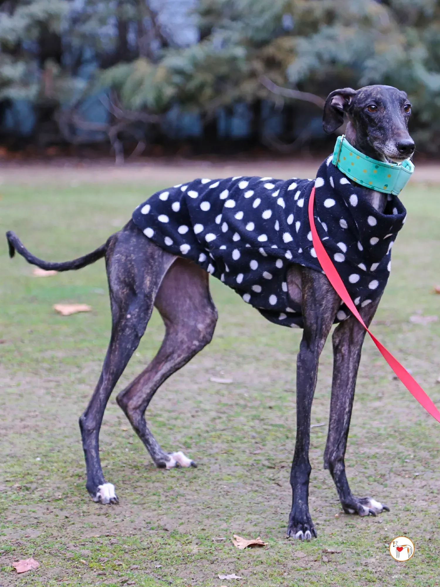 nana galgo adozione 02