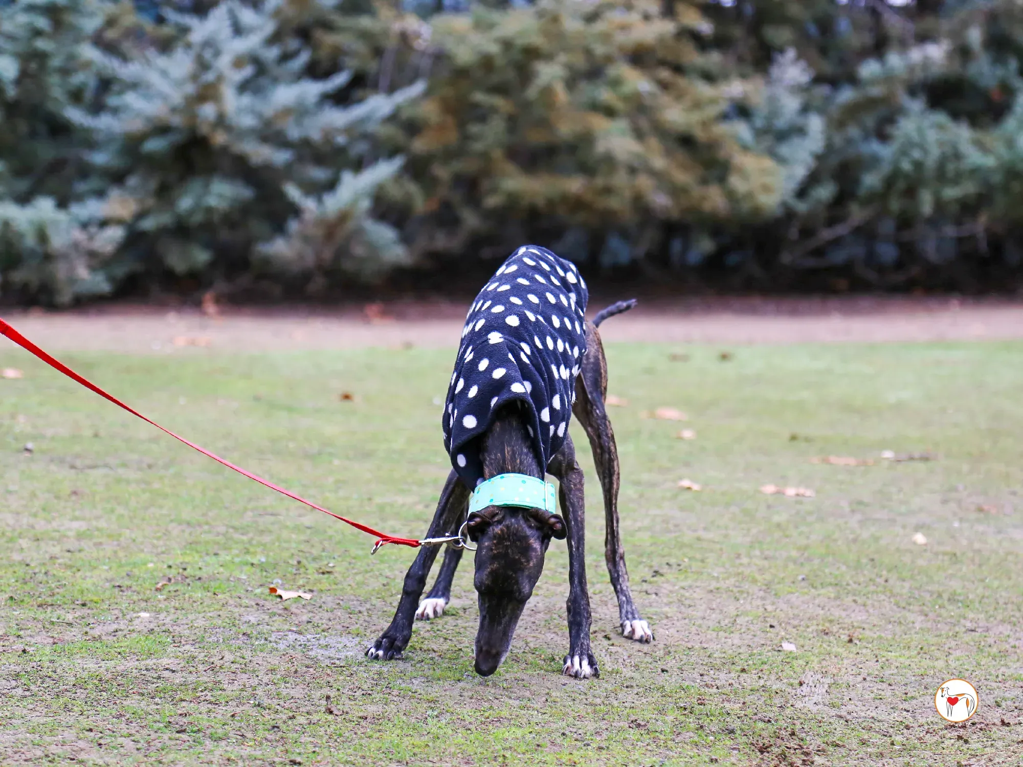 nana galgo adozione 03