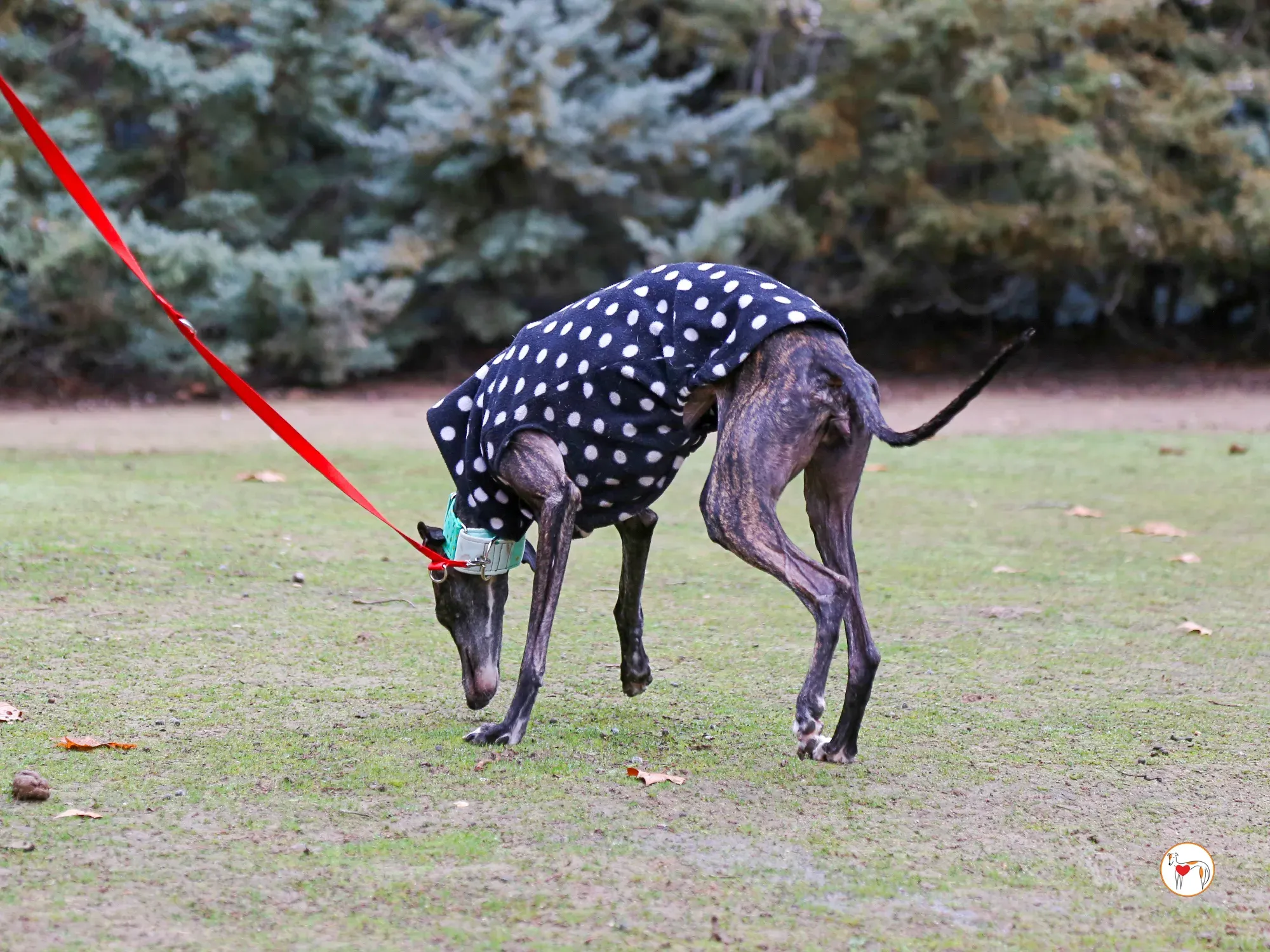 nana galgo adozione 04