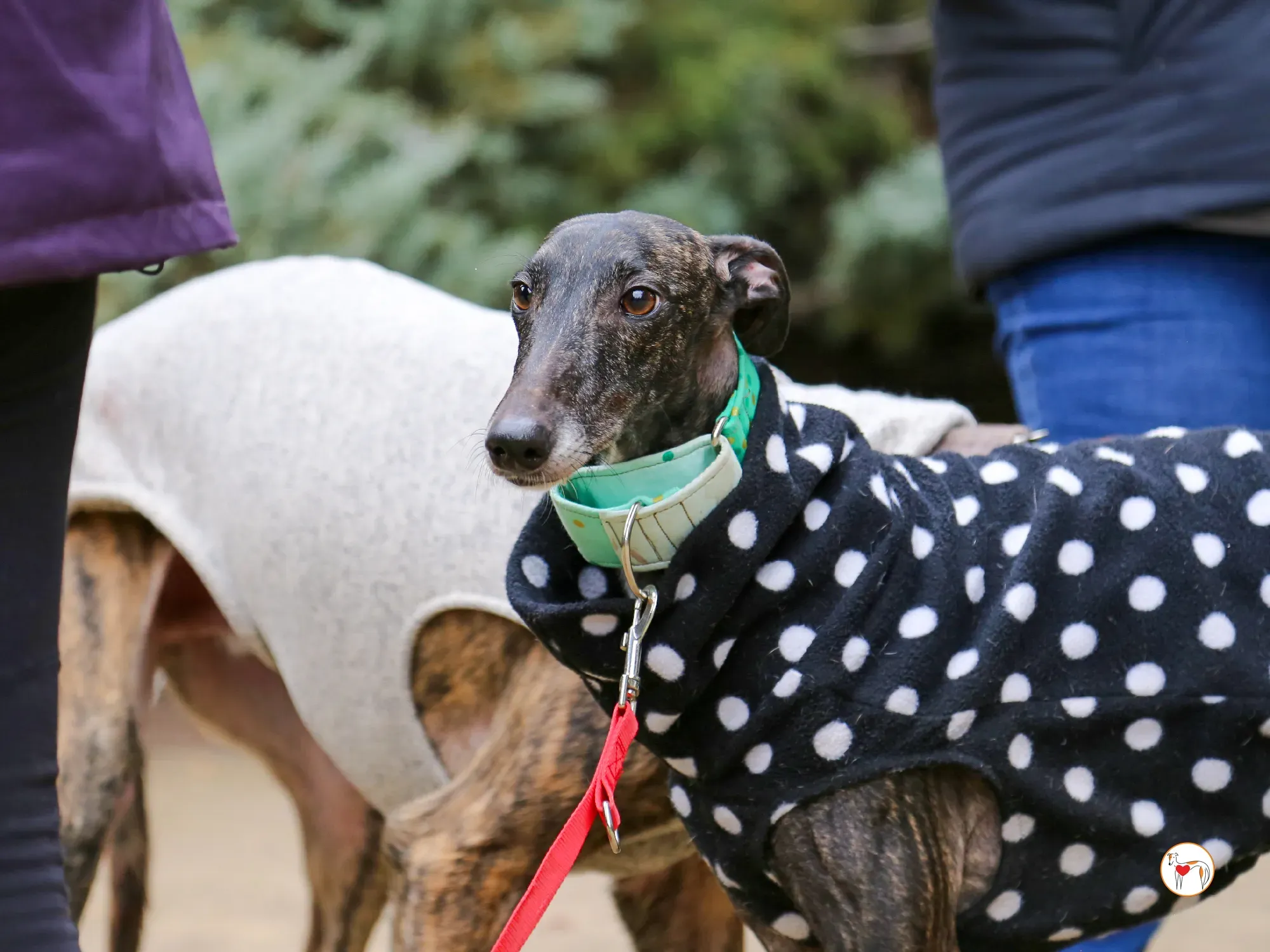 nana galgo adozione 05