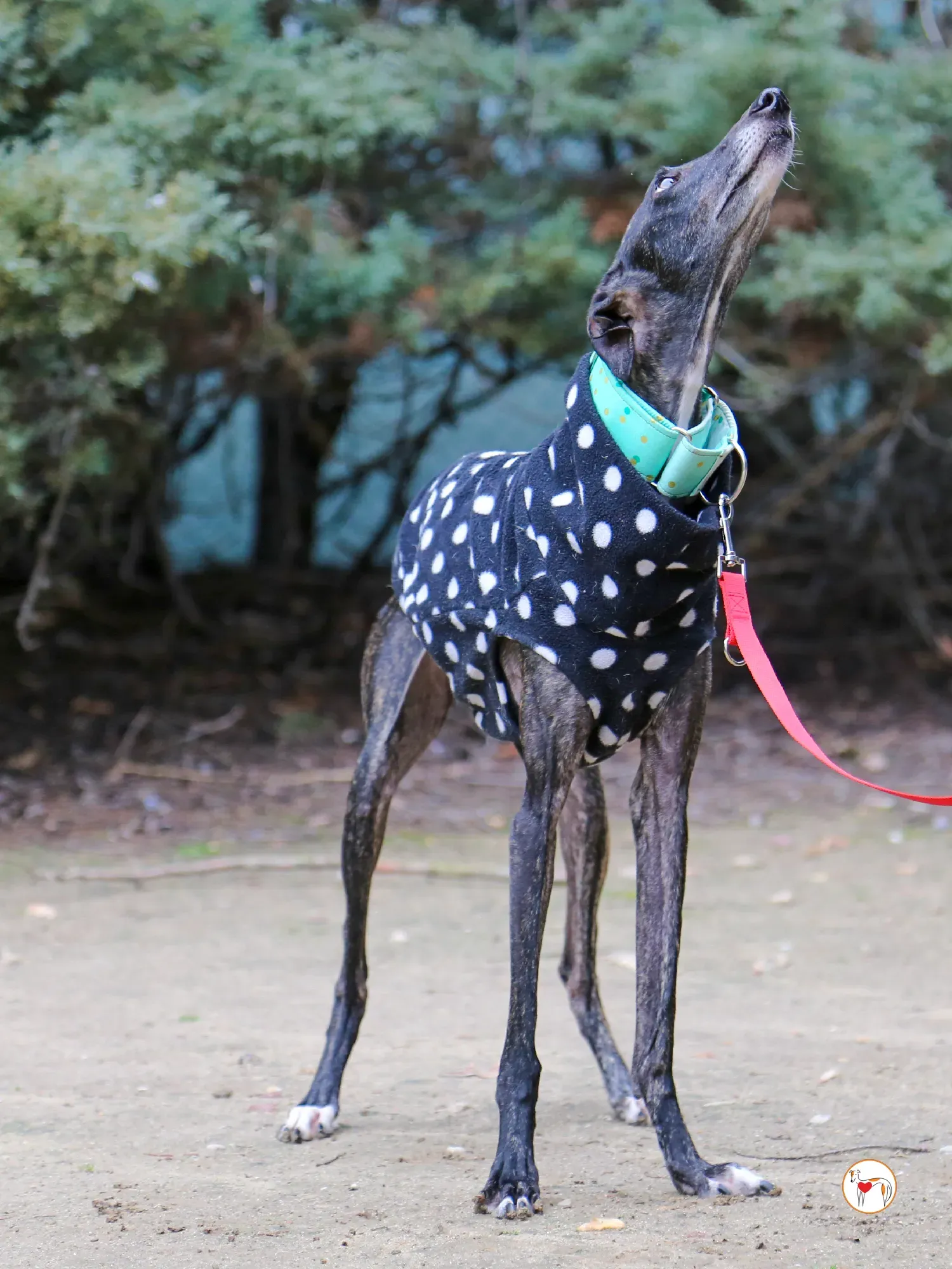 nana galgo adozione 06