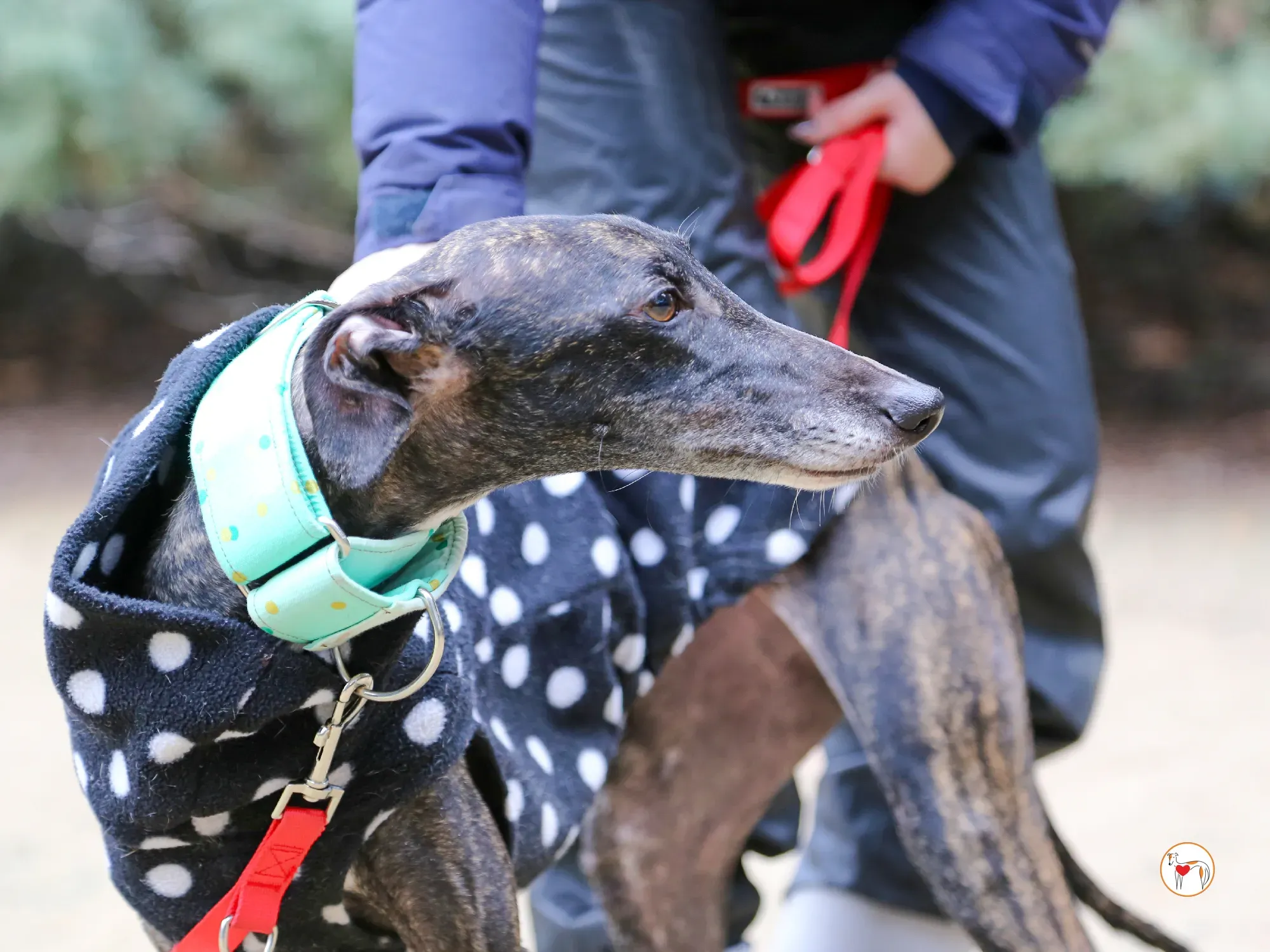 nana galgo adozione 07