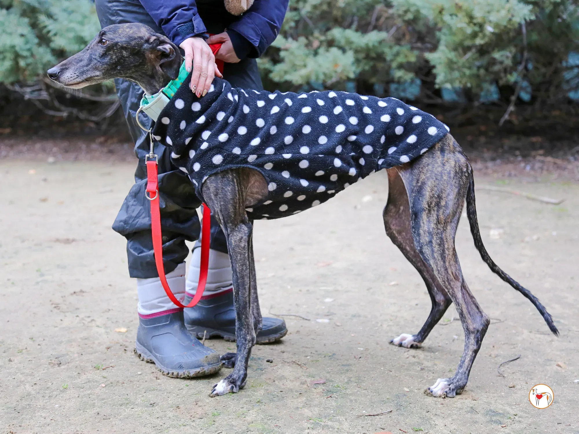 nana galgo adozione 08