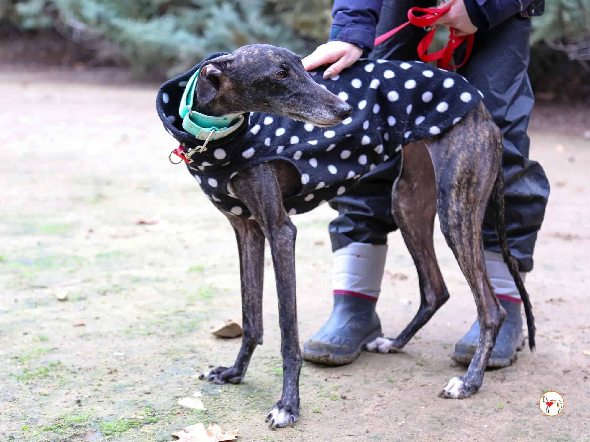 nana galgo adozione 09