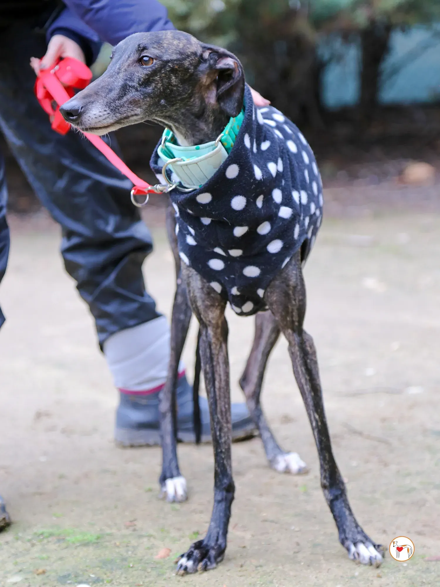 nana galgo adozione 10