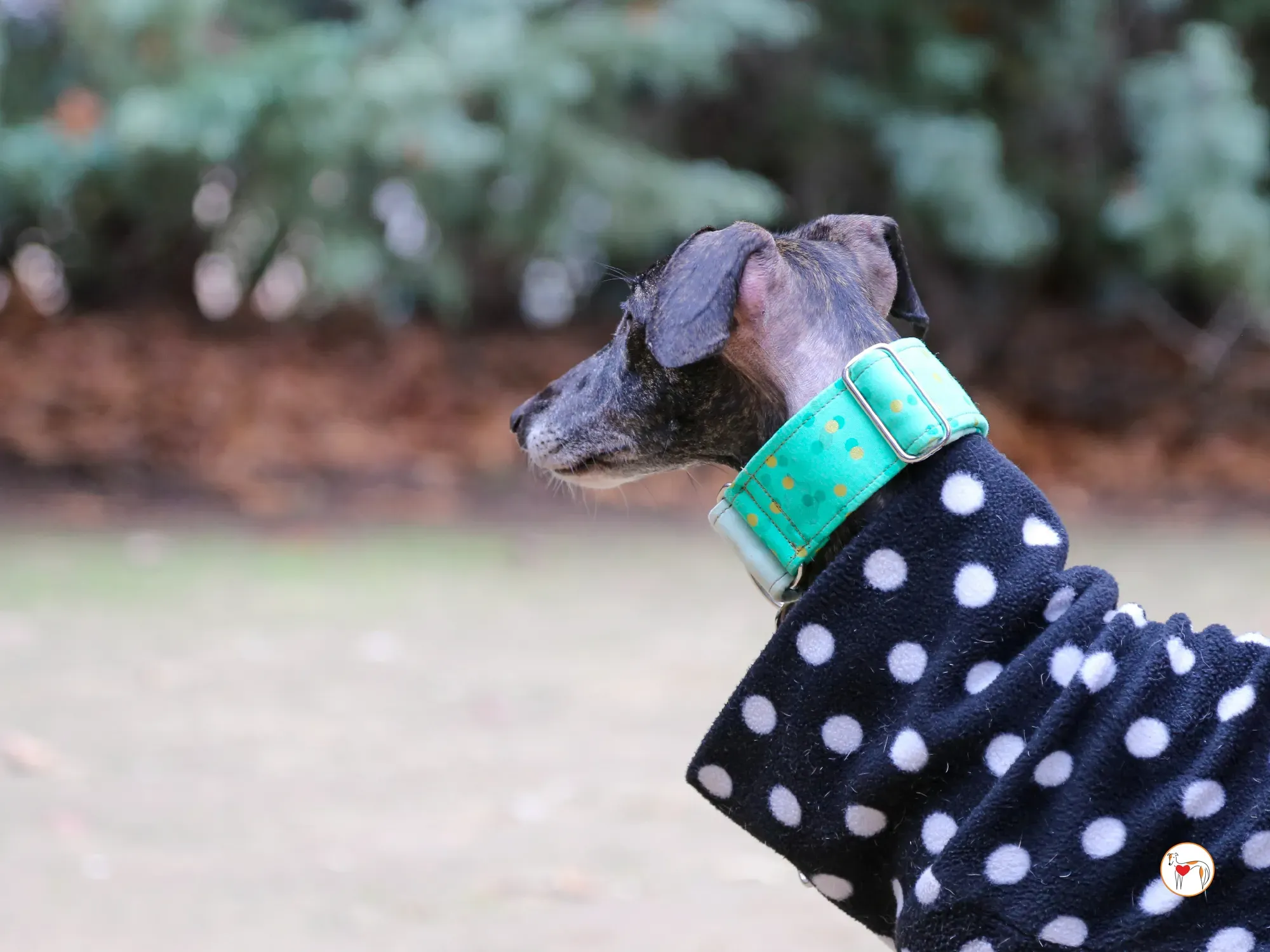 nana galgo adozione 11