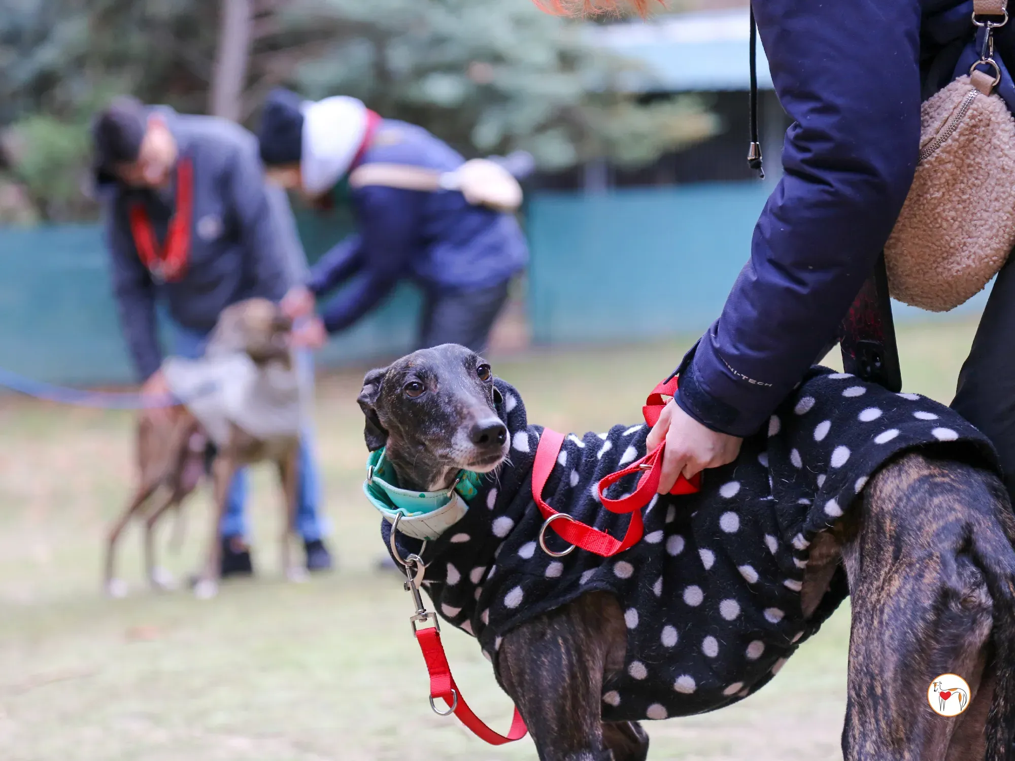 nana galgo adozione 12