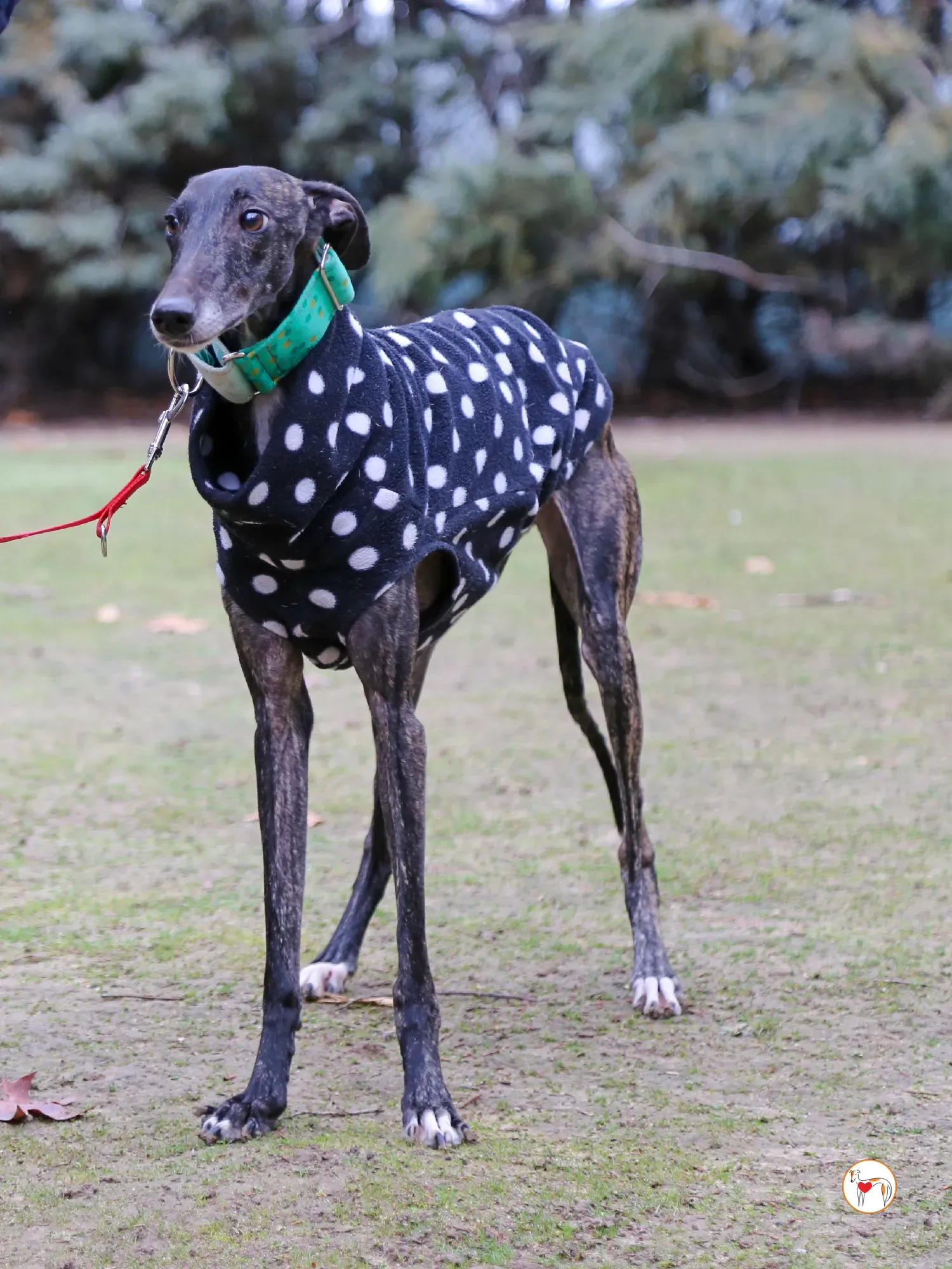 nana galgo adozione 13