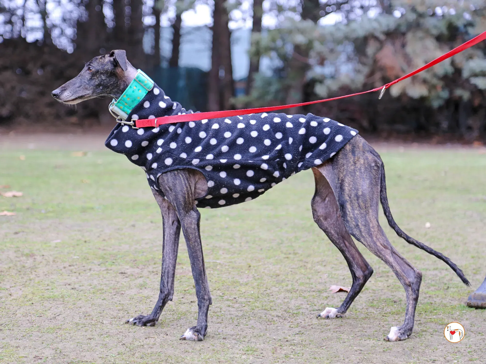 nana galgo adozione 14