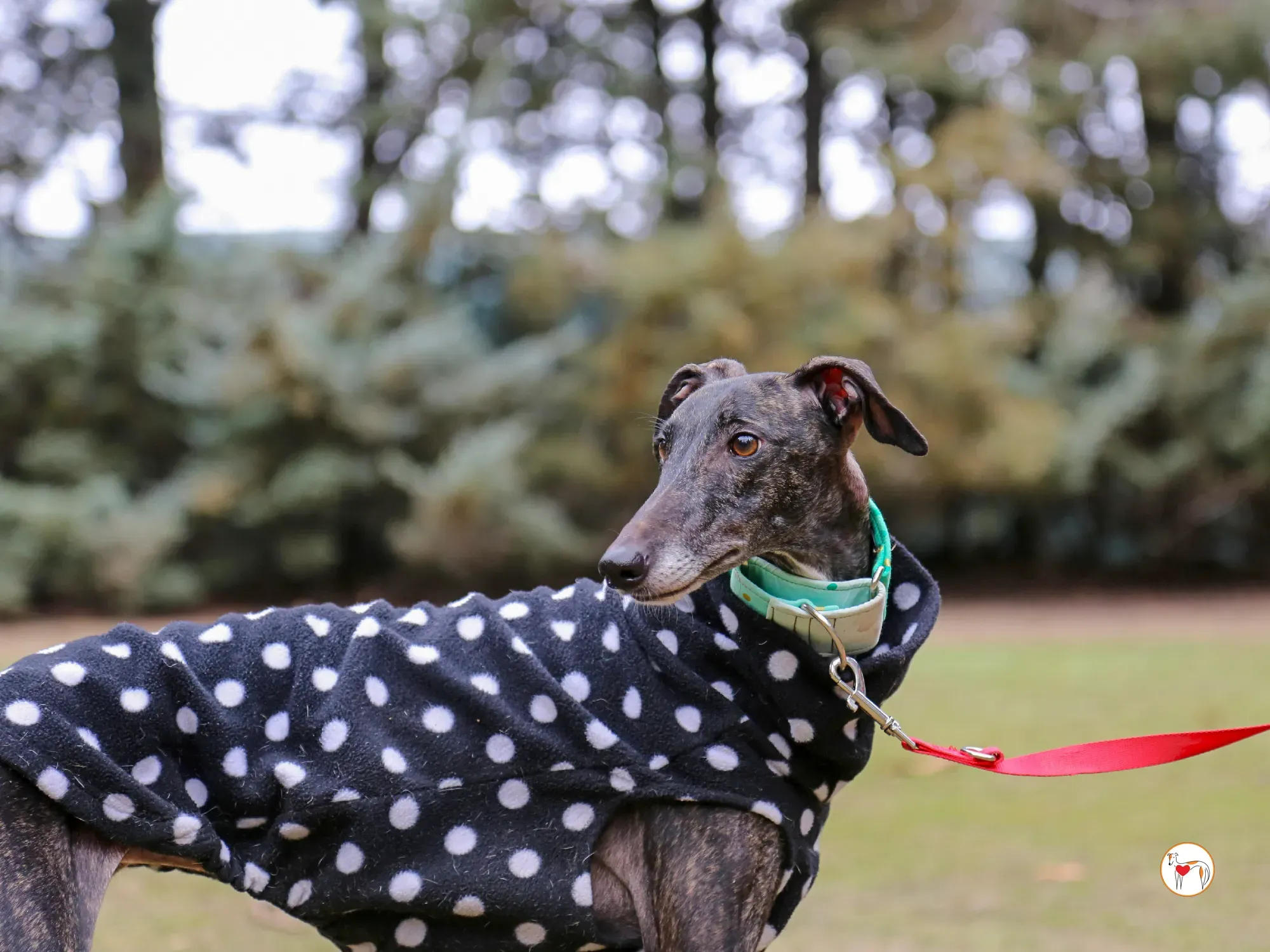 nana galgo adozione 15