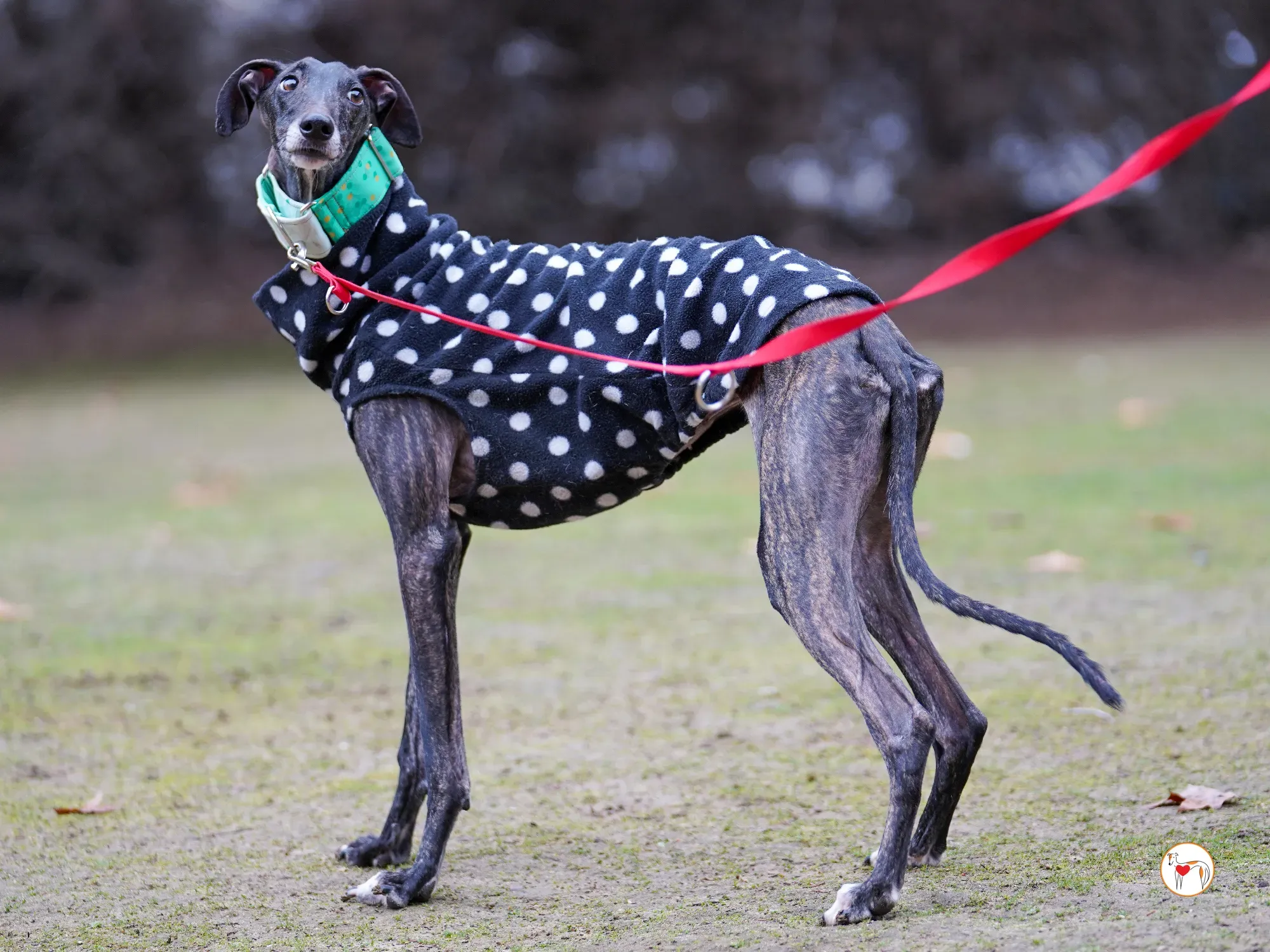 nana galgo adozione 16