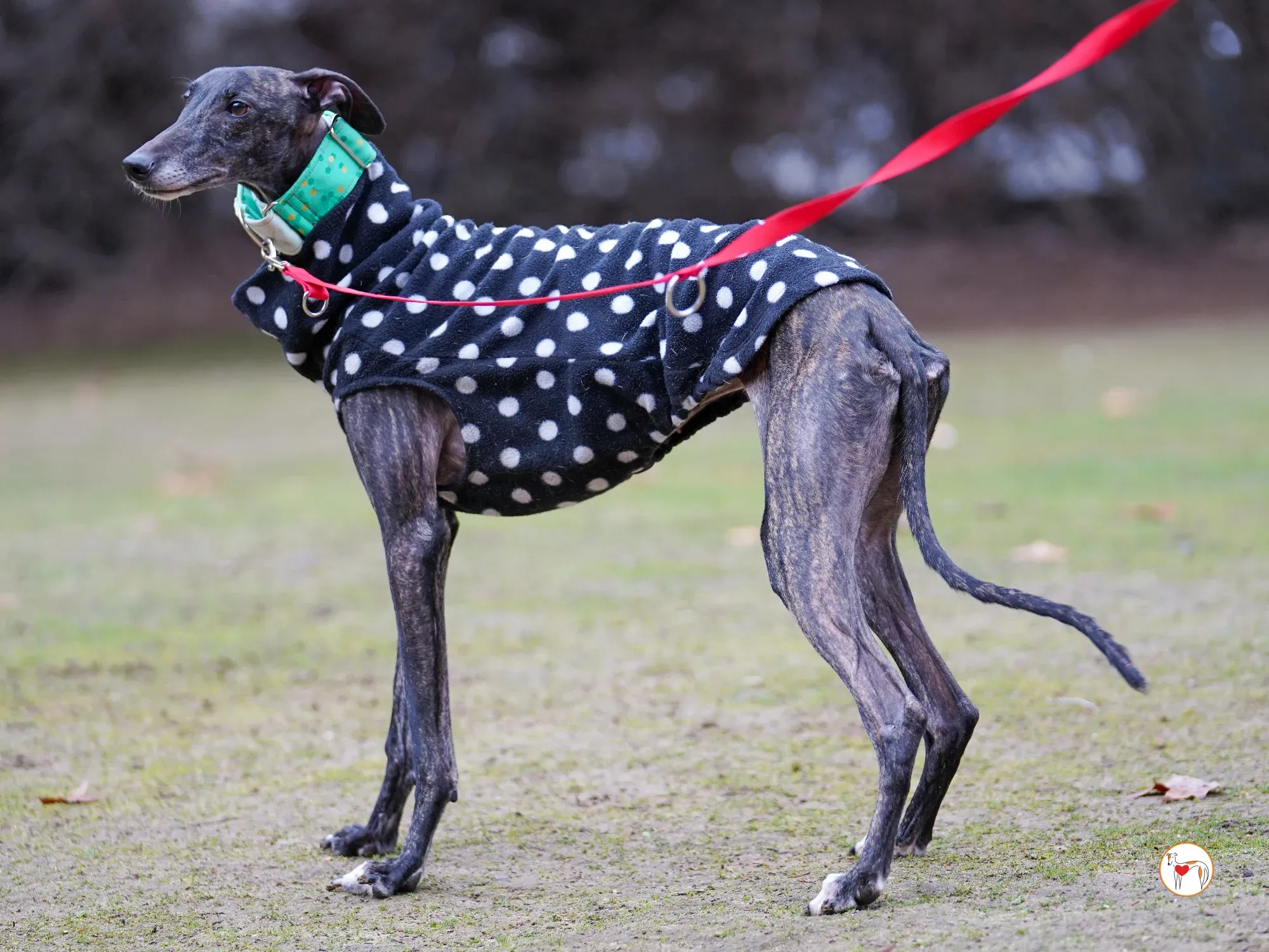 nana galgo adozione 17