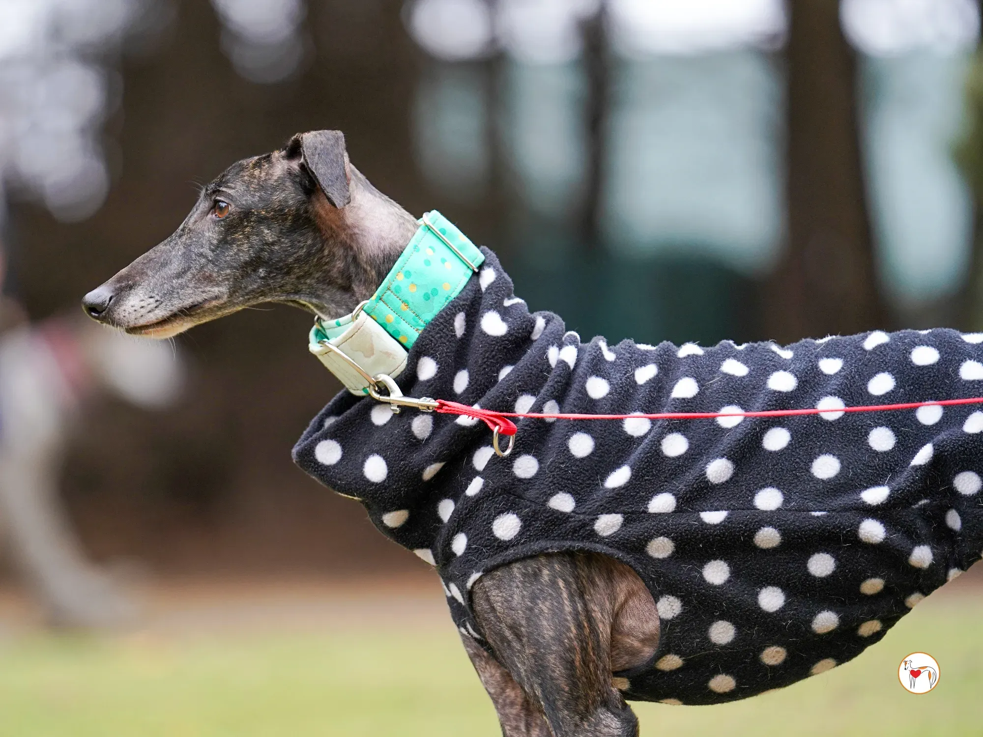 nana galgo adozione 18