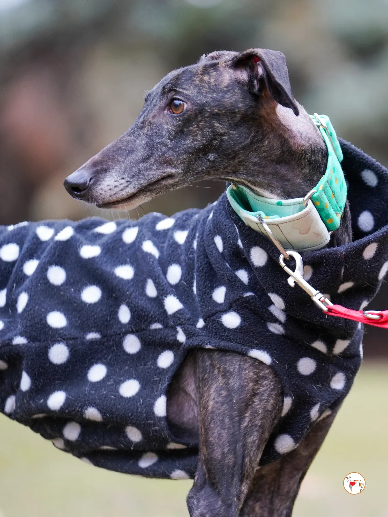 nana galgo adozione 19