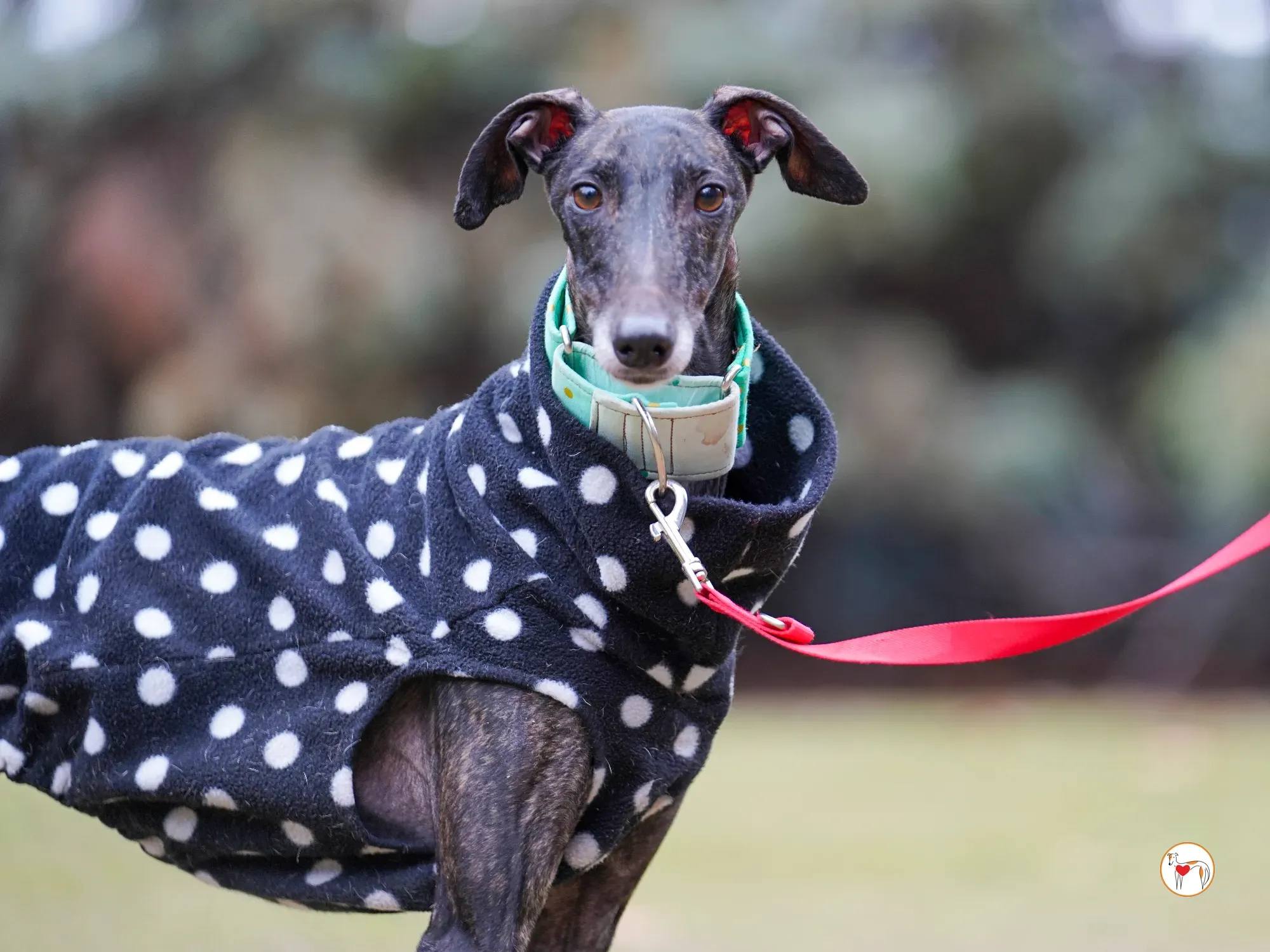 nana galgo adozione 20