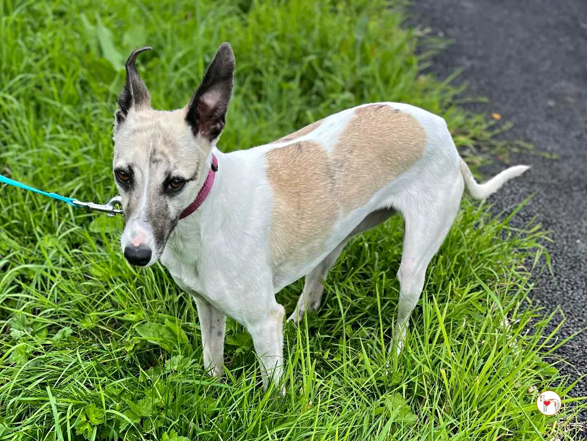 nancy grey adozione 01