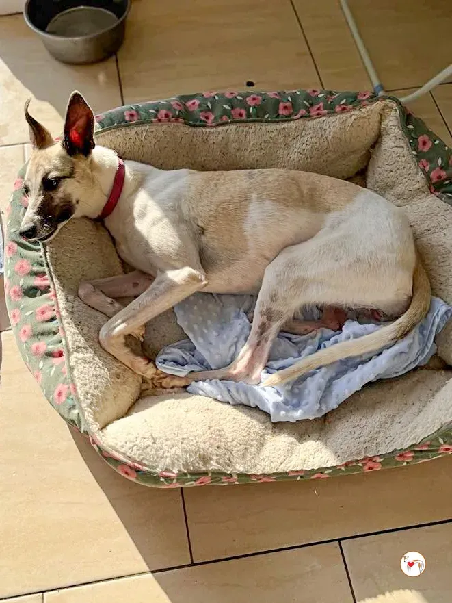 nancy grey adozione 02