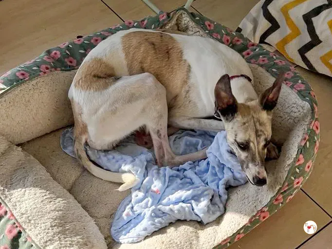 nancy grey adozione 03