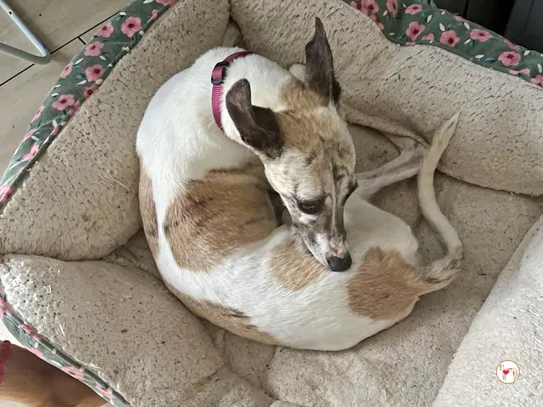 nancy grey adozione 05