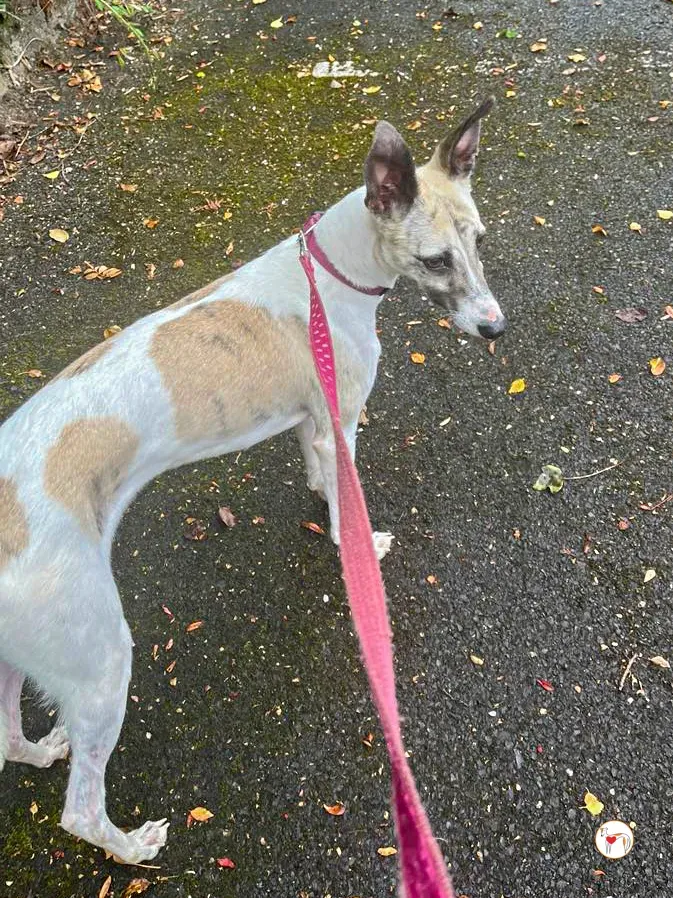 nancy grey adozione 06