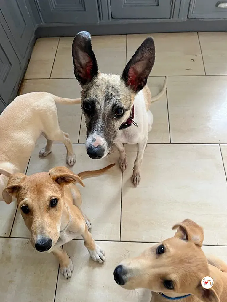 nancy grey adozione 07