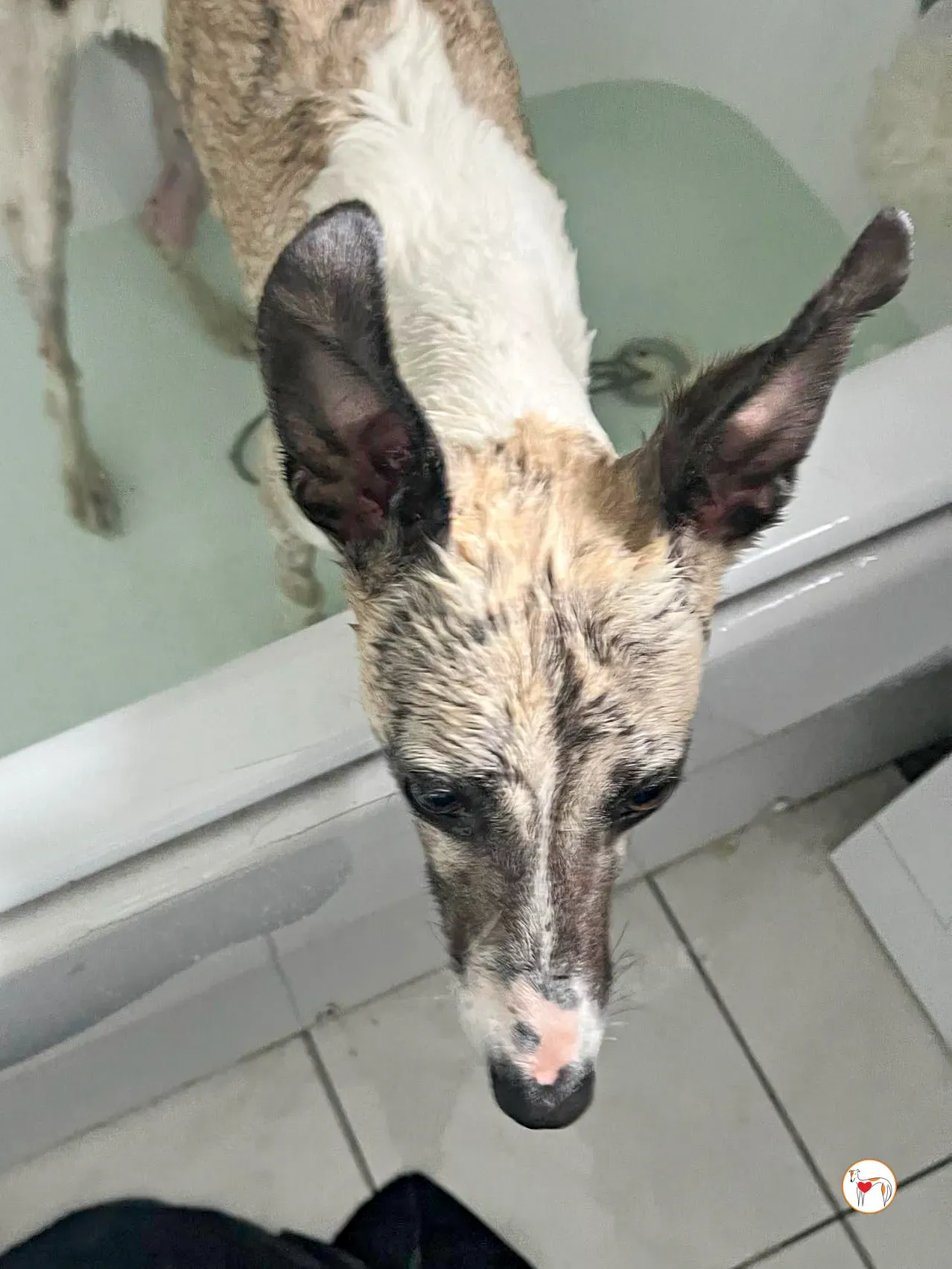 nancy grey adozione 08