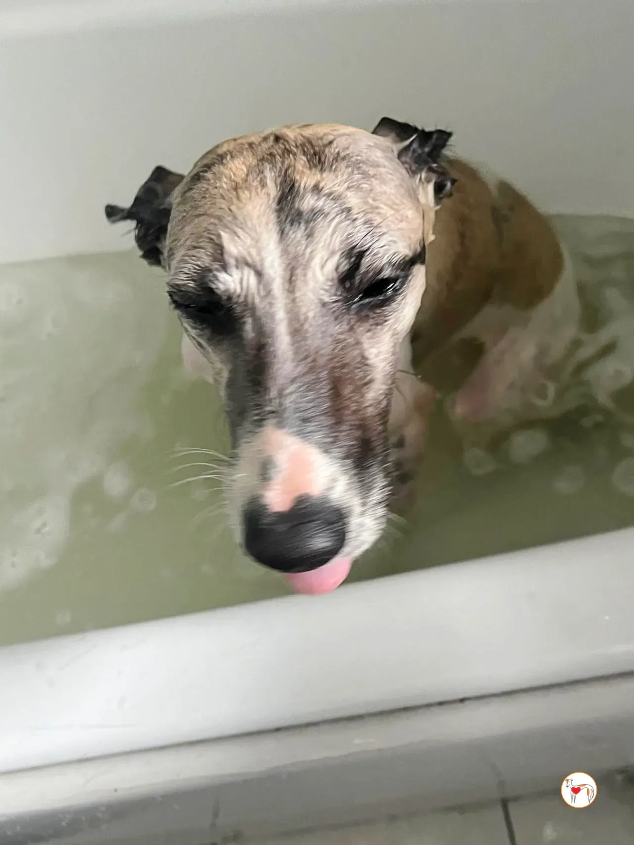 nancy grey adozione 09