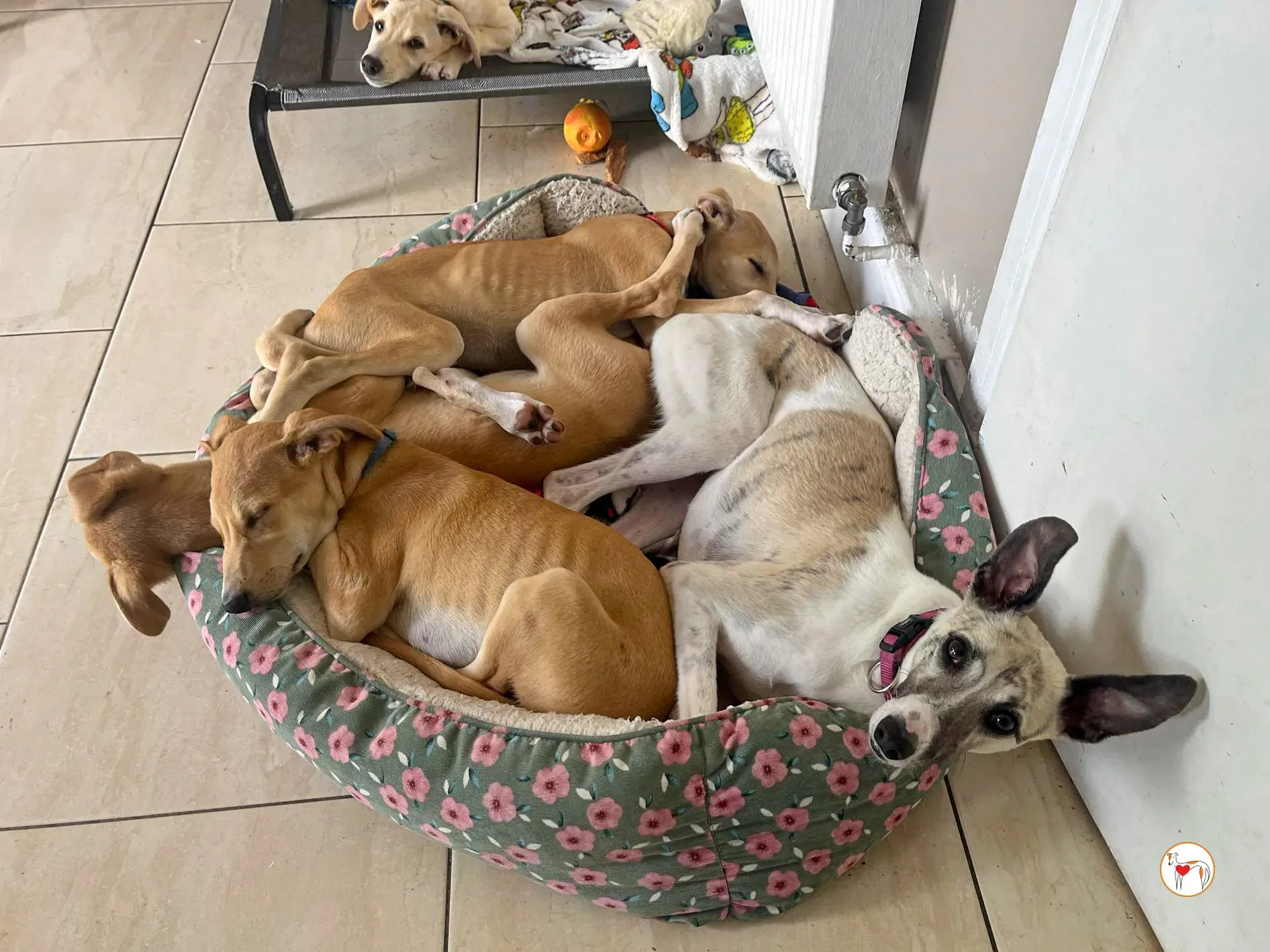 nancy grey adozione 11