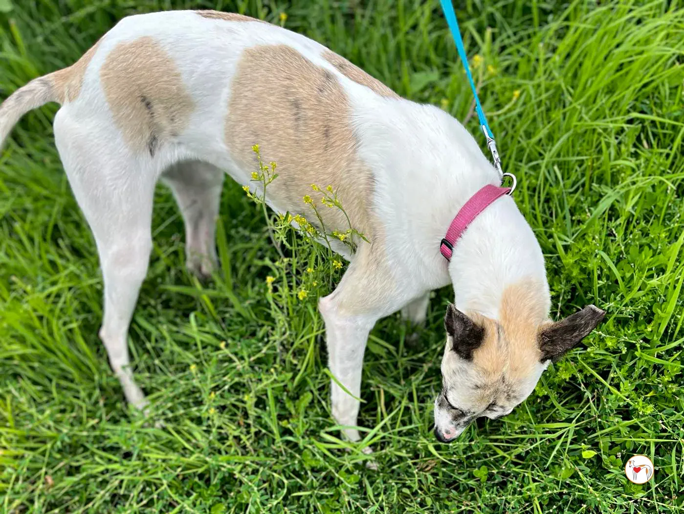 nancy grey adozione 12