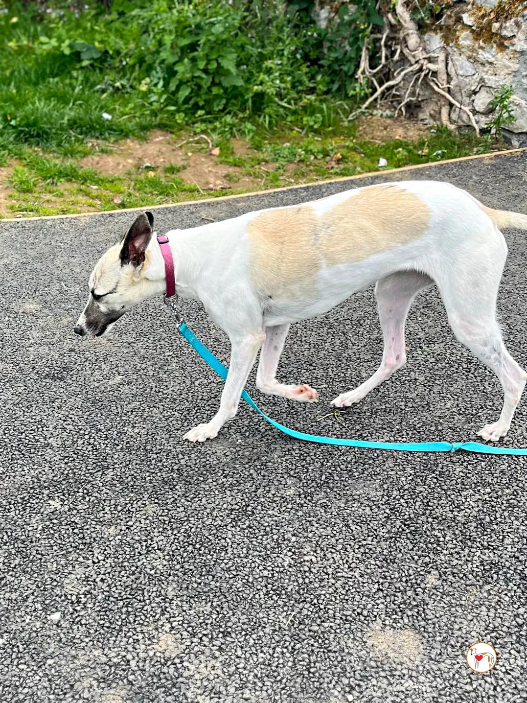 nancy grey adozione 13