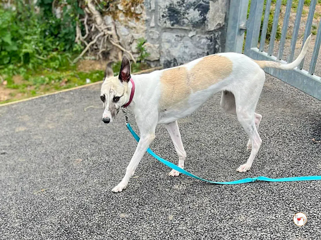 nancy grey adozione 14