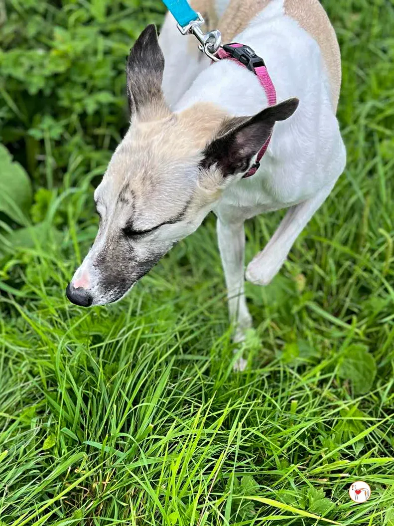 nancy grey adozione 15