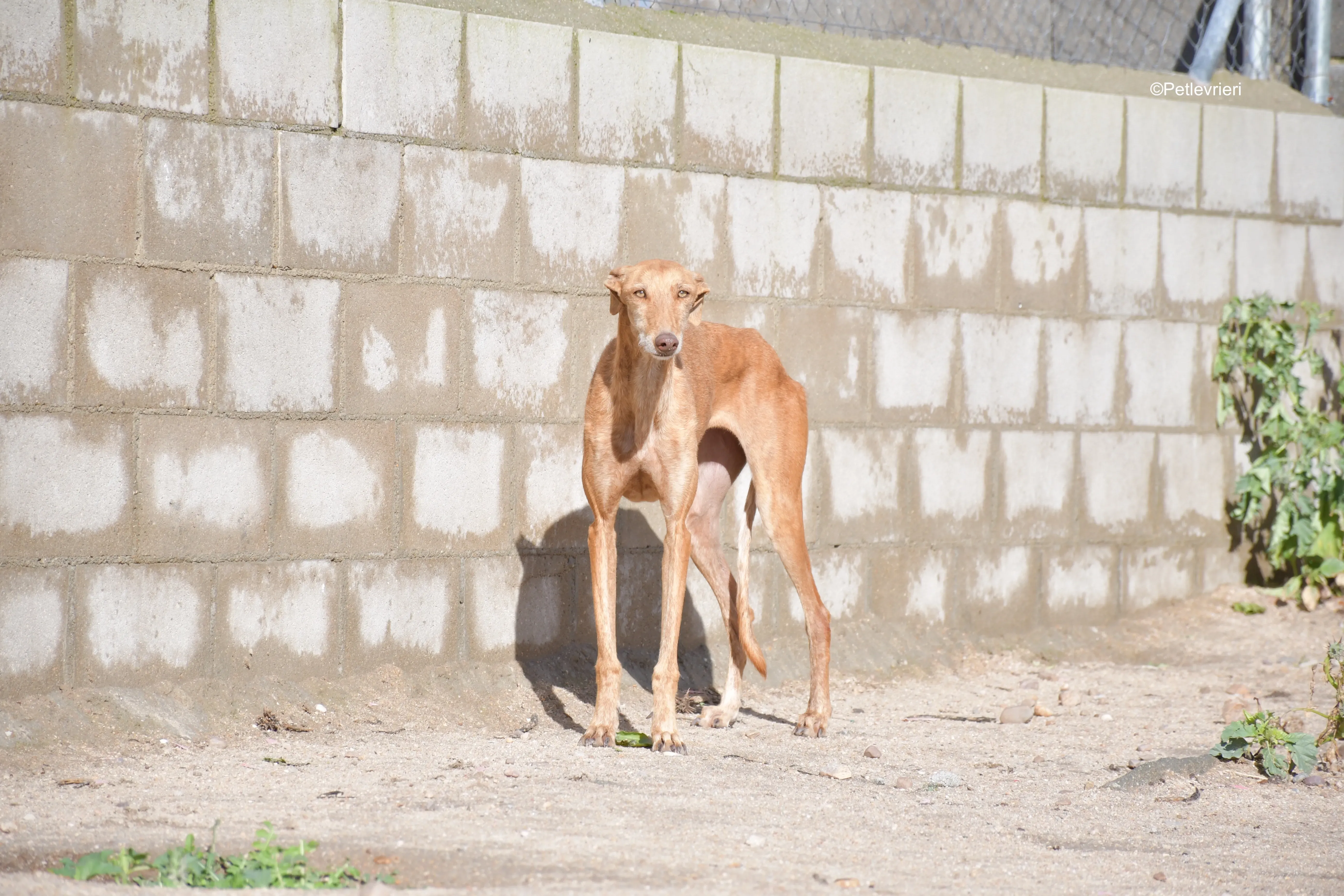 naomi adozione levrieri galgo 1 1