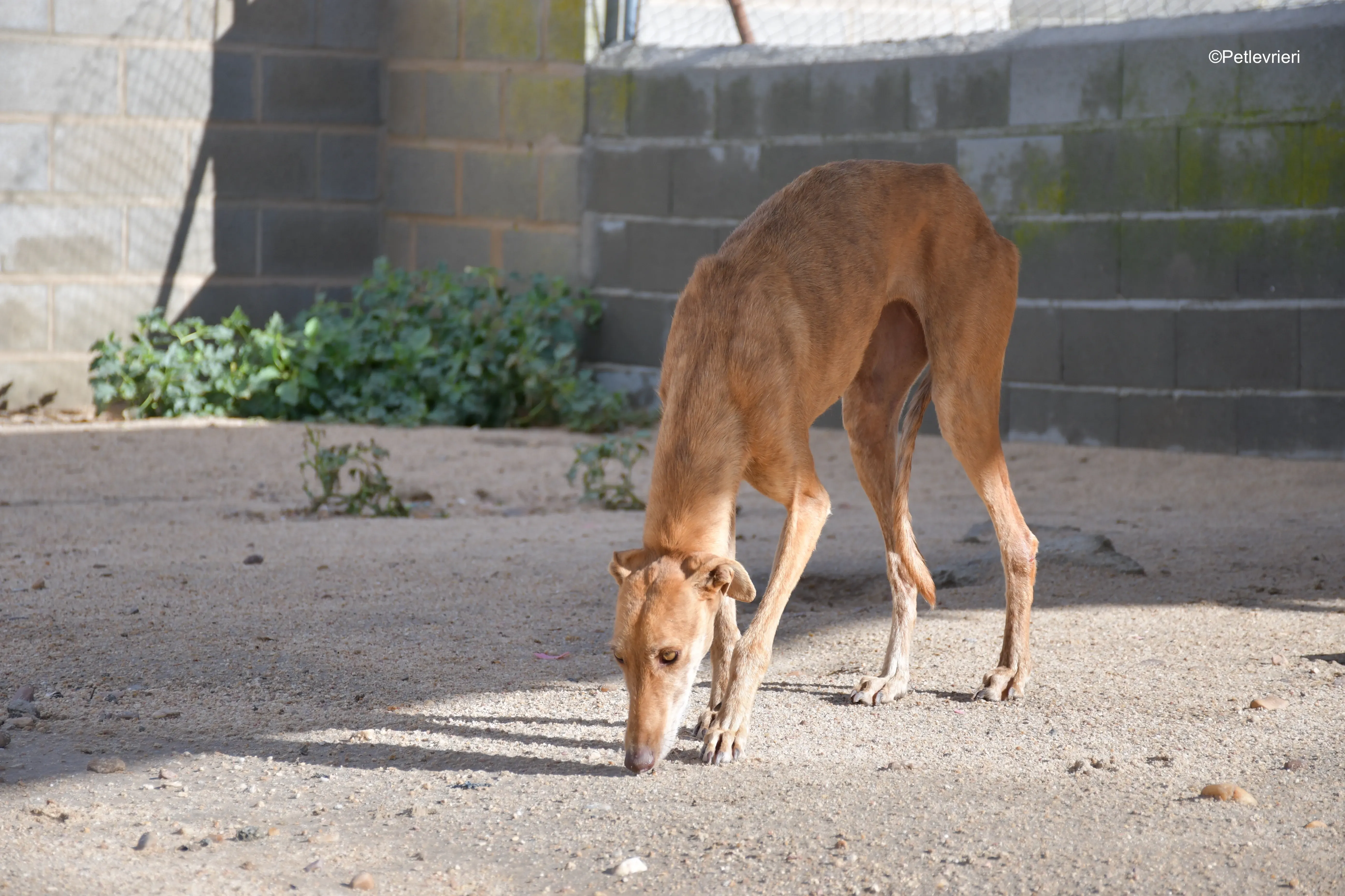 naomi adozione levrieri galgo 2