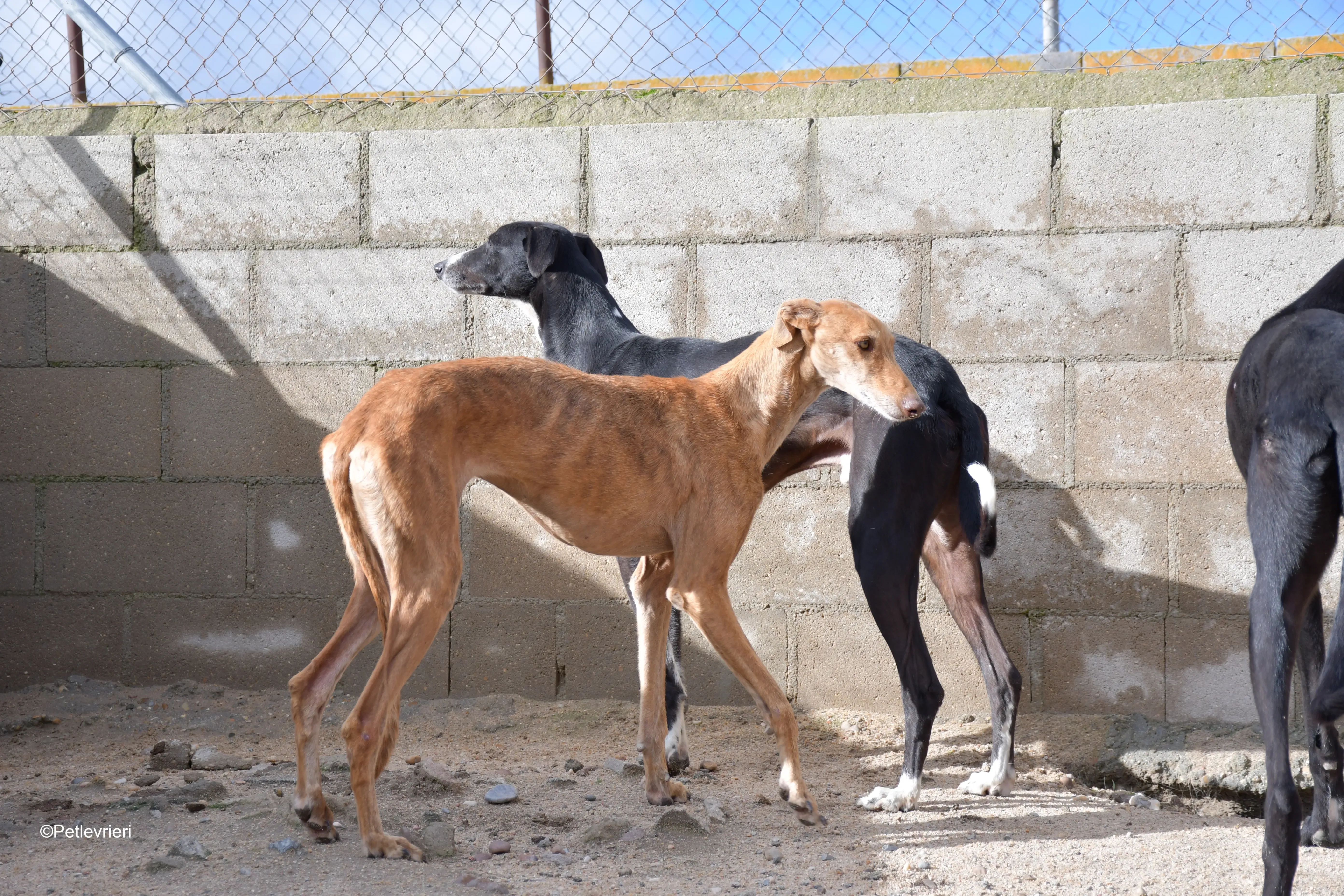 naomi adozione levrieri galgo 3