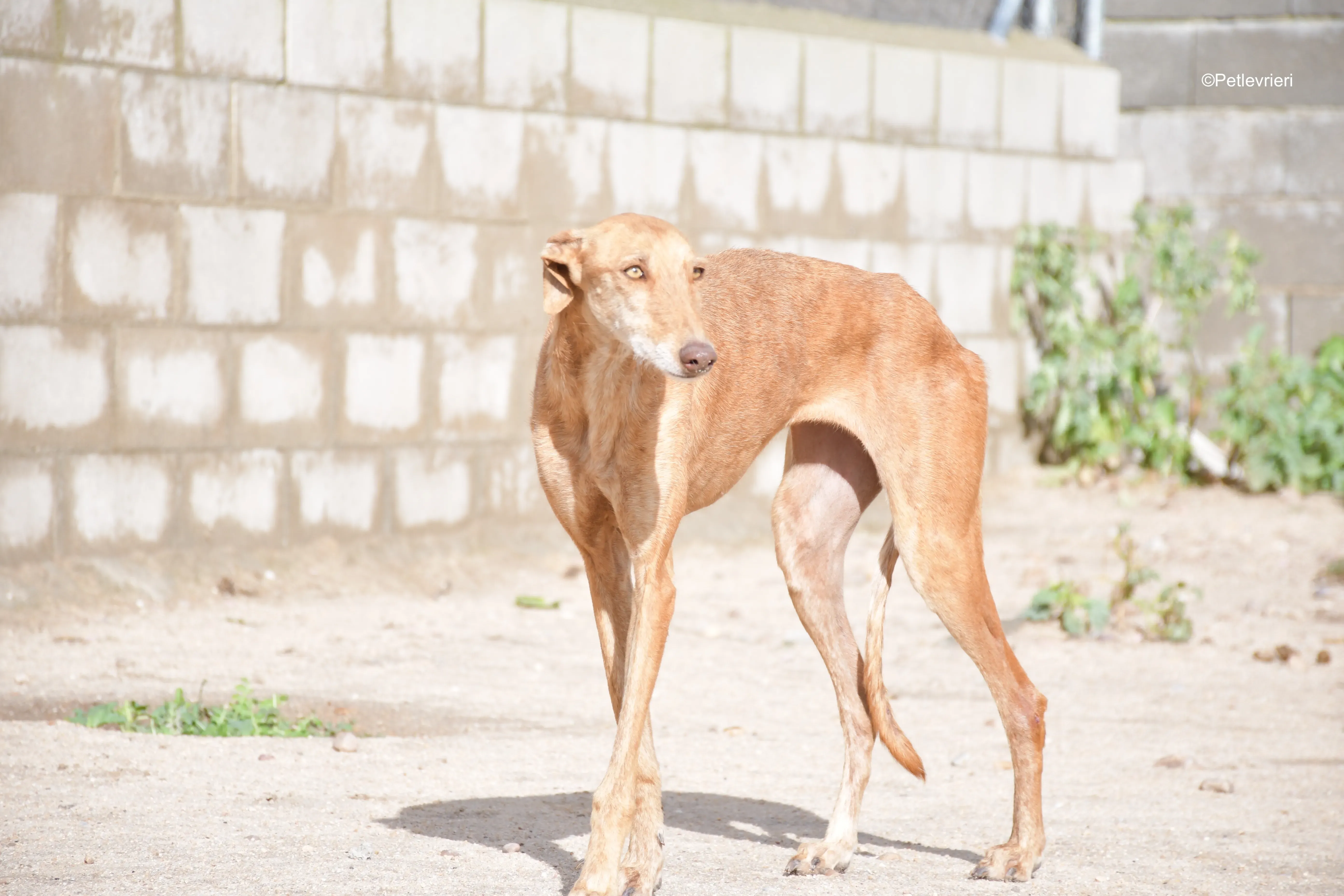 naomi adozione levrieri galgo 4