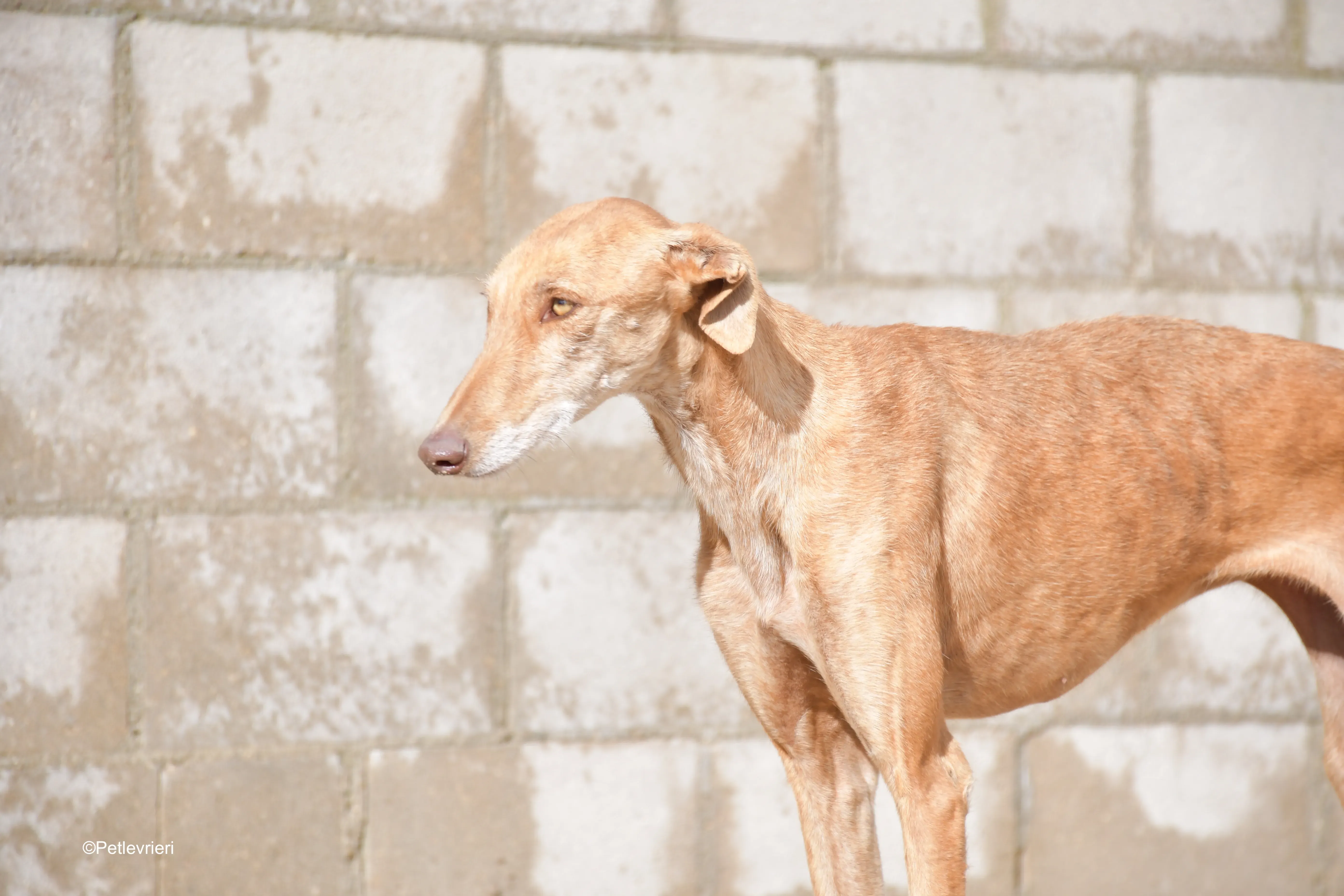 naomi adozione levrieri galgo 5