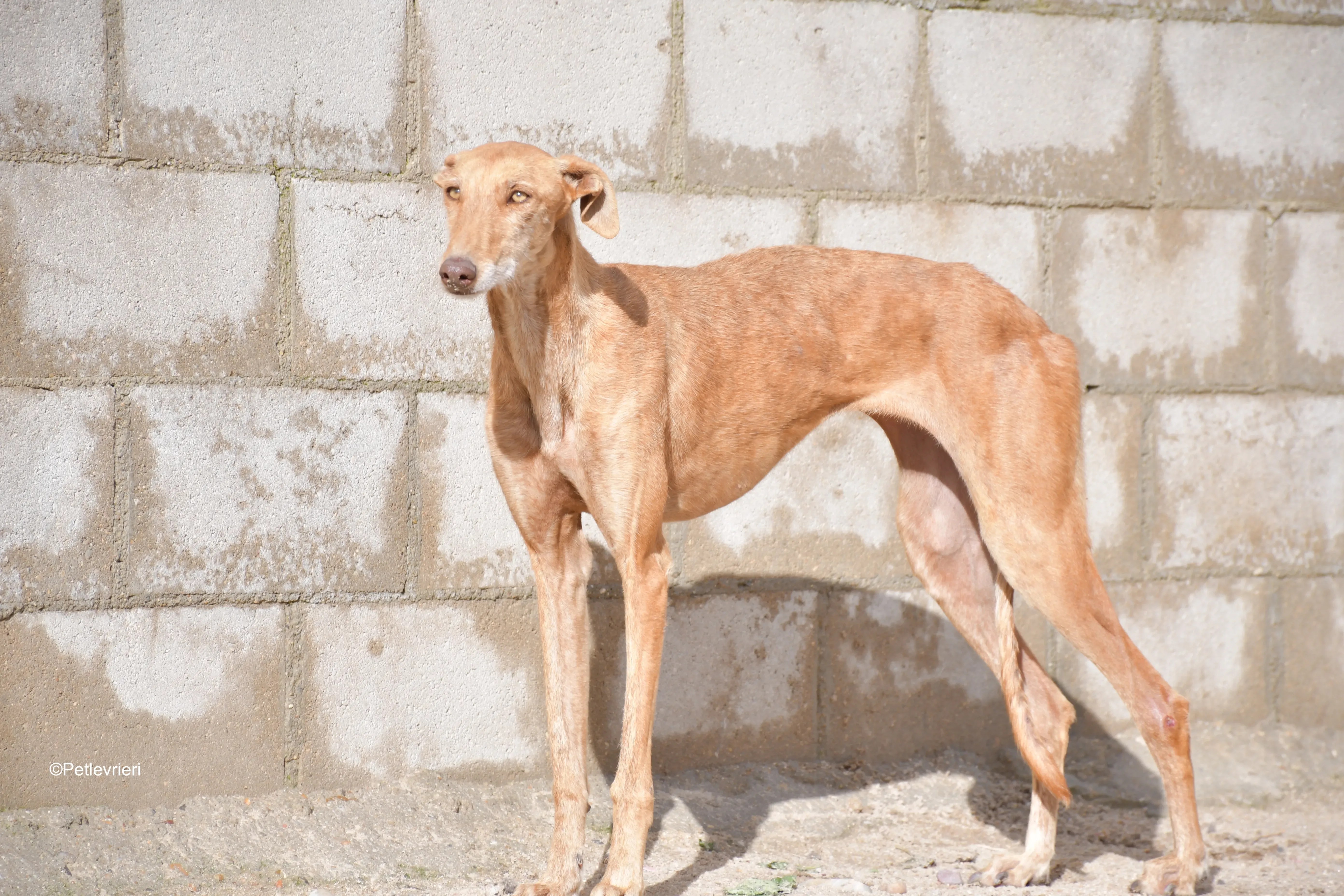 naomi adozione levrieri galgo 6