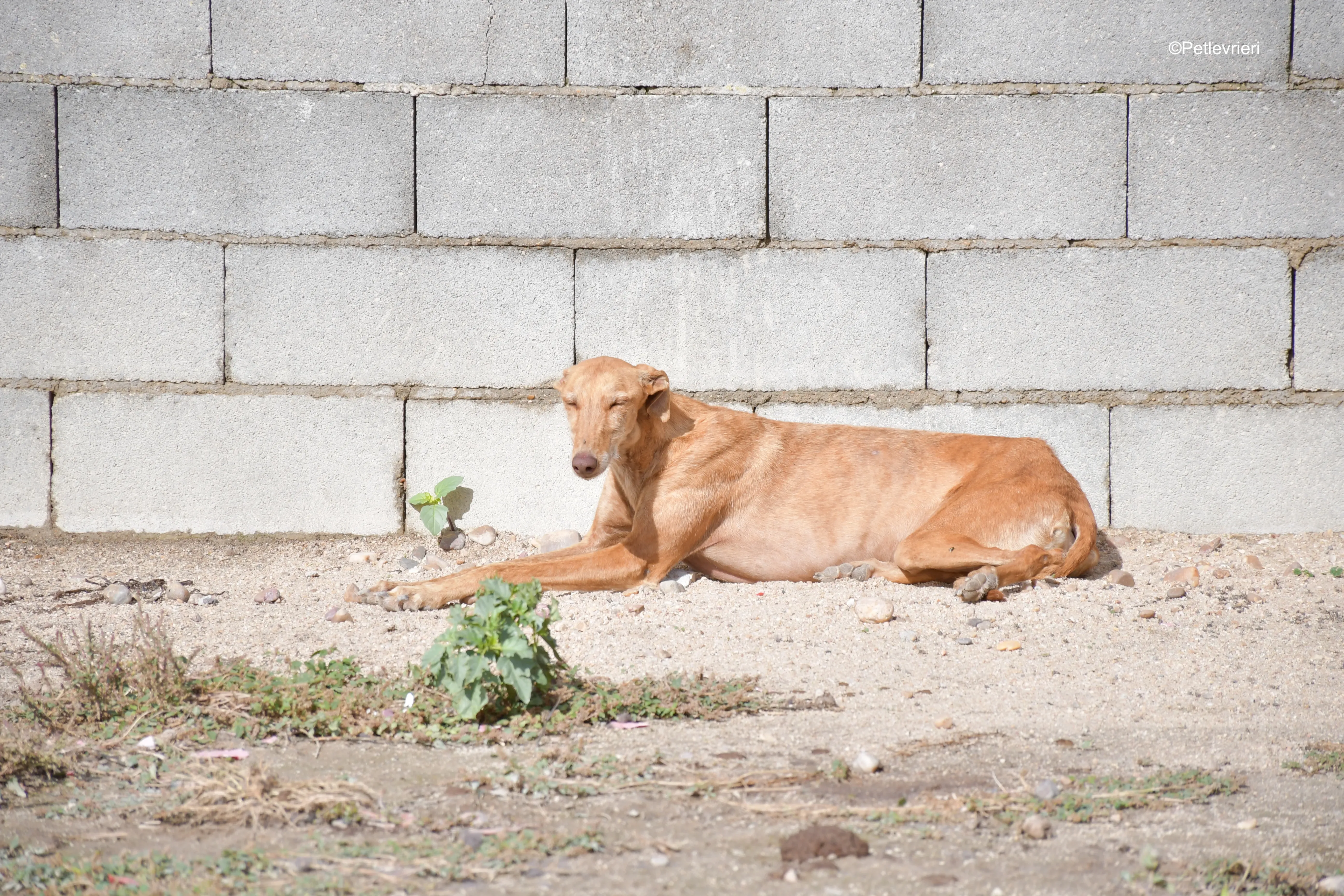 naomi adozione levrieri galgo 8